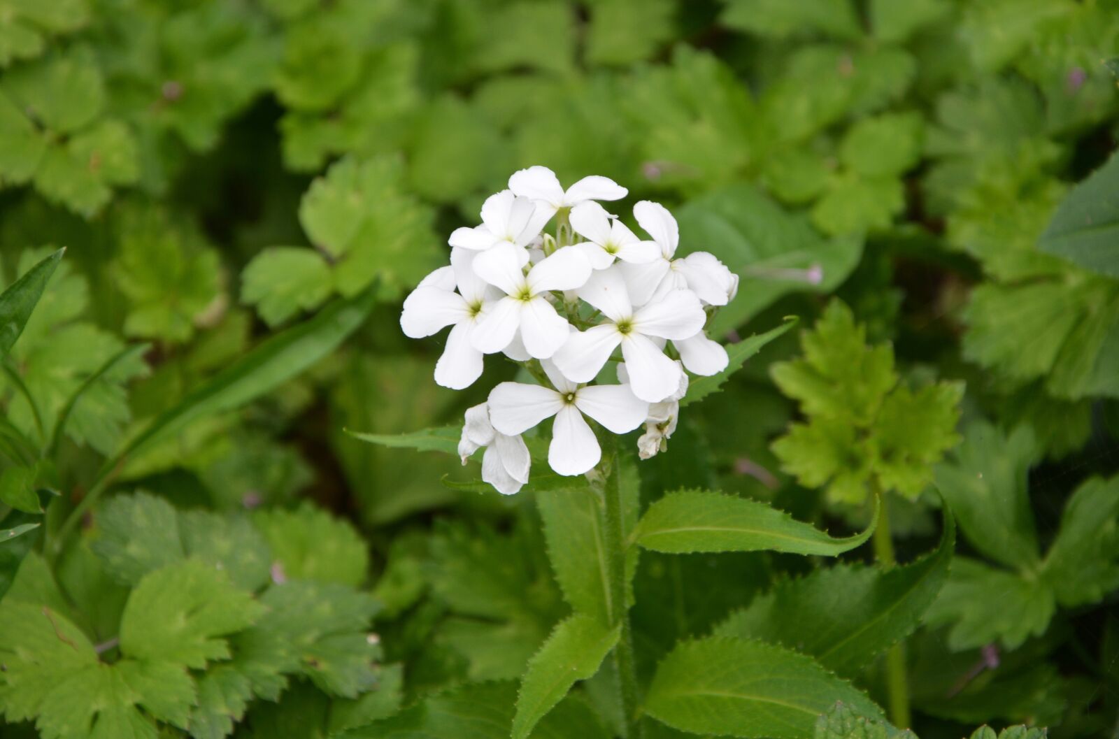Nikon D5200 sample photo. White flower, petals, green photography