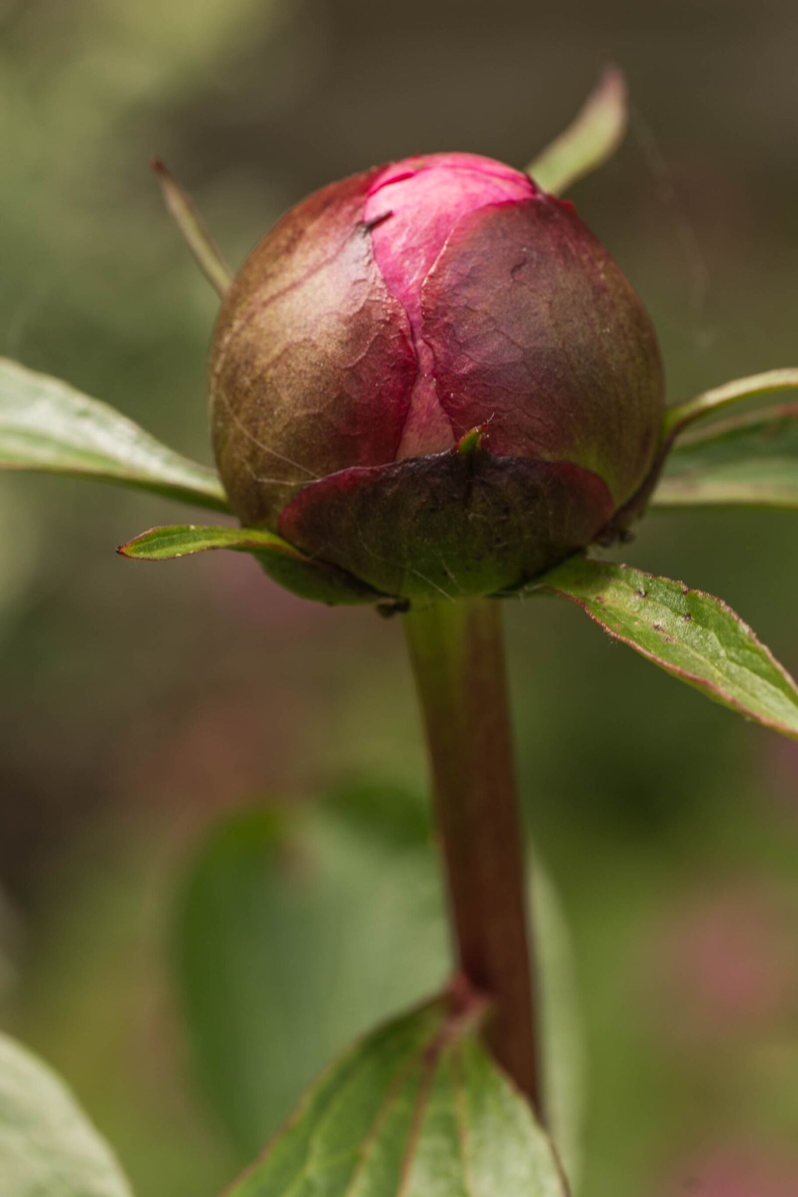 Canon EOS 70D sample photo. Flower, button, nature photography