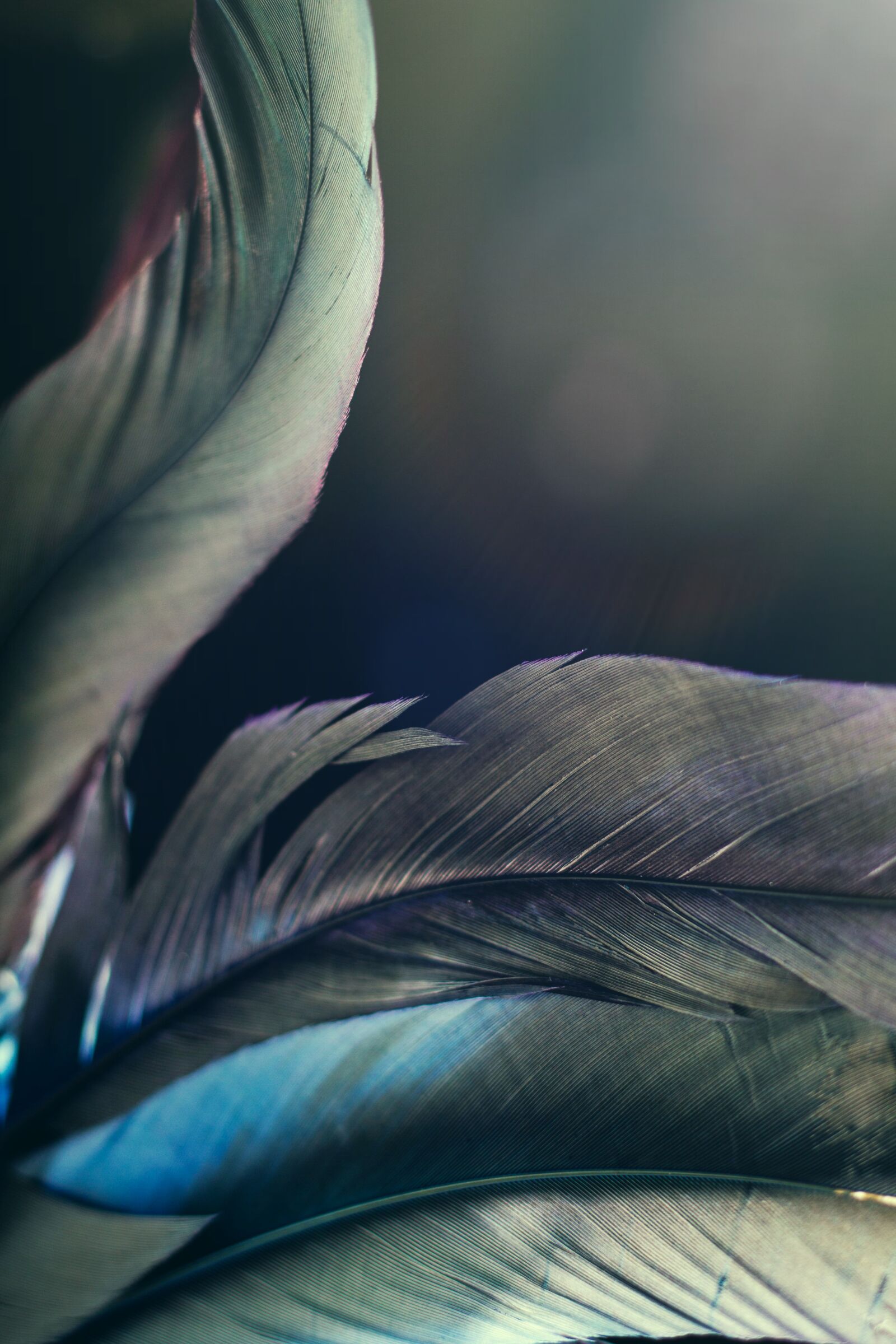 Canon EOS 7D sample photo. Feather, sensuality, fantasy photography