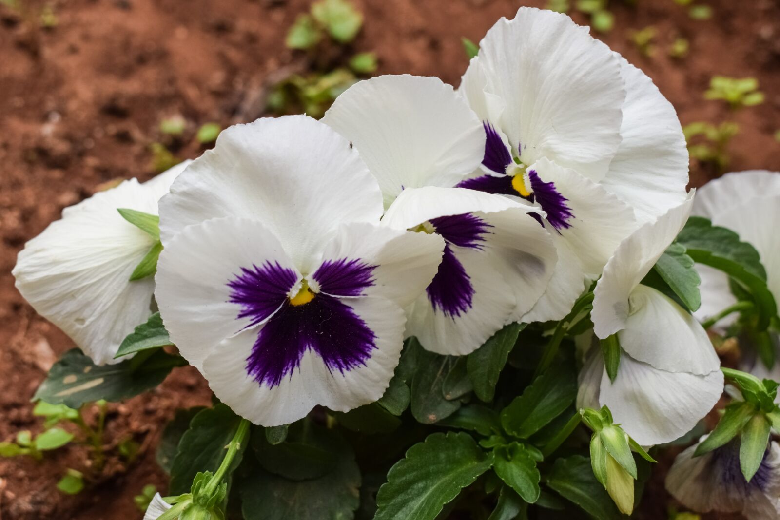 Nikon D3300 sample photo. Pansy, flower, white photography