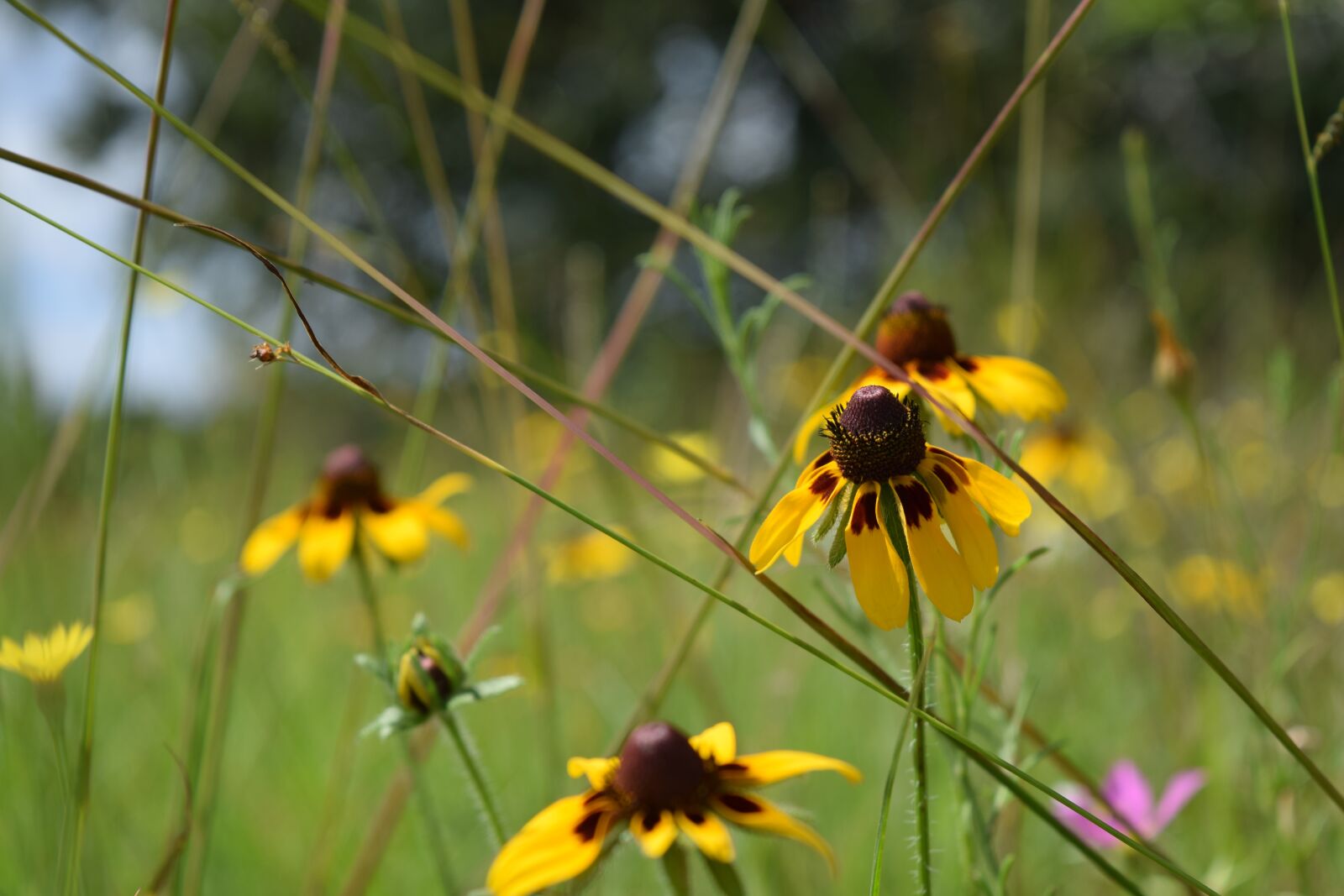 Nikon D3300 sample photo. Flower, meadow, summer photography