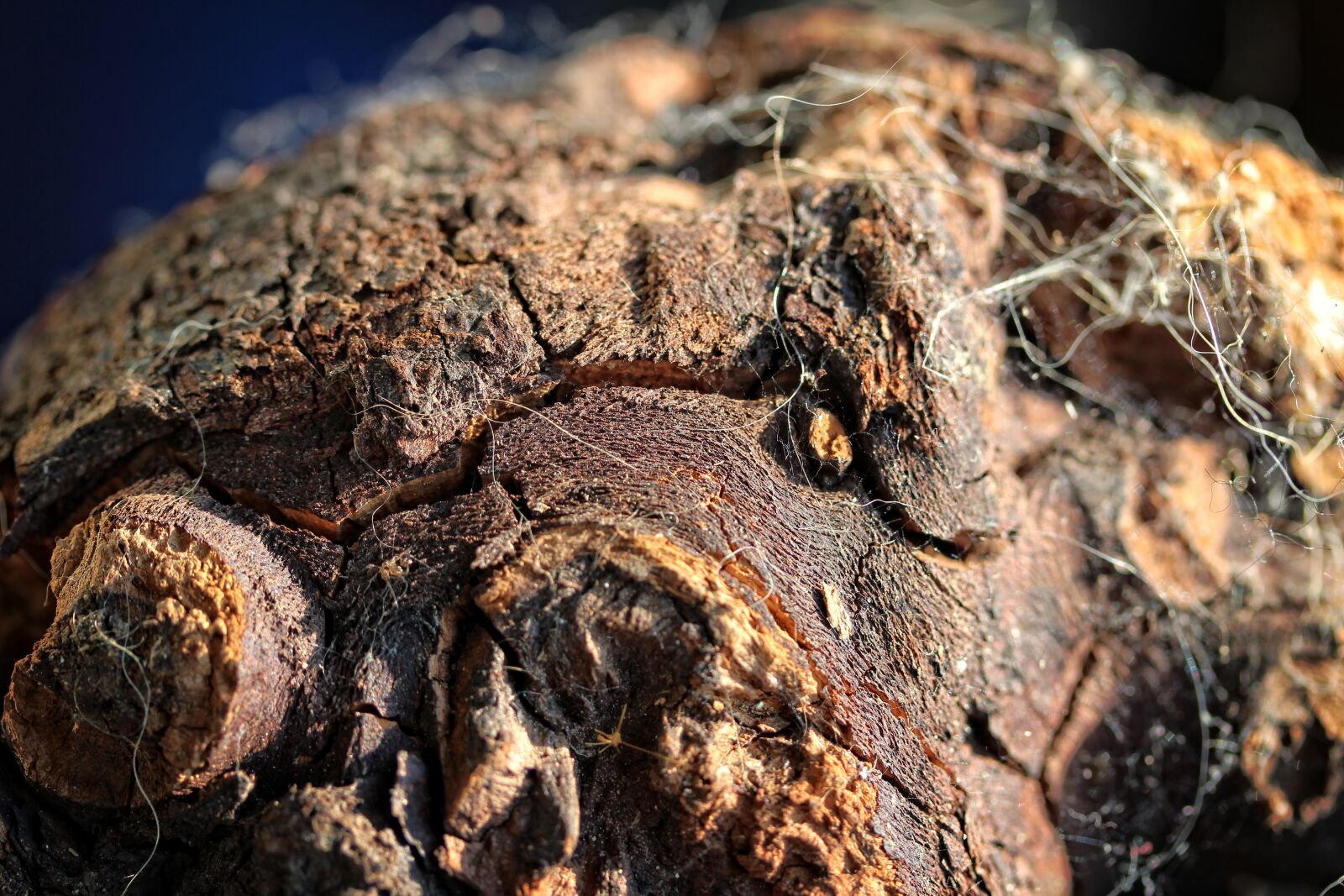 Canon EF-S 60mm F2.8 Macro USM sample photo. Forest, wood, tree photography