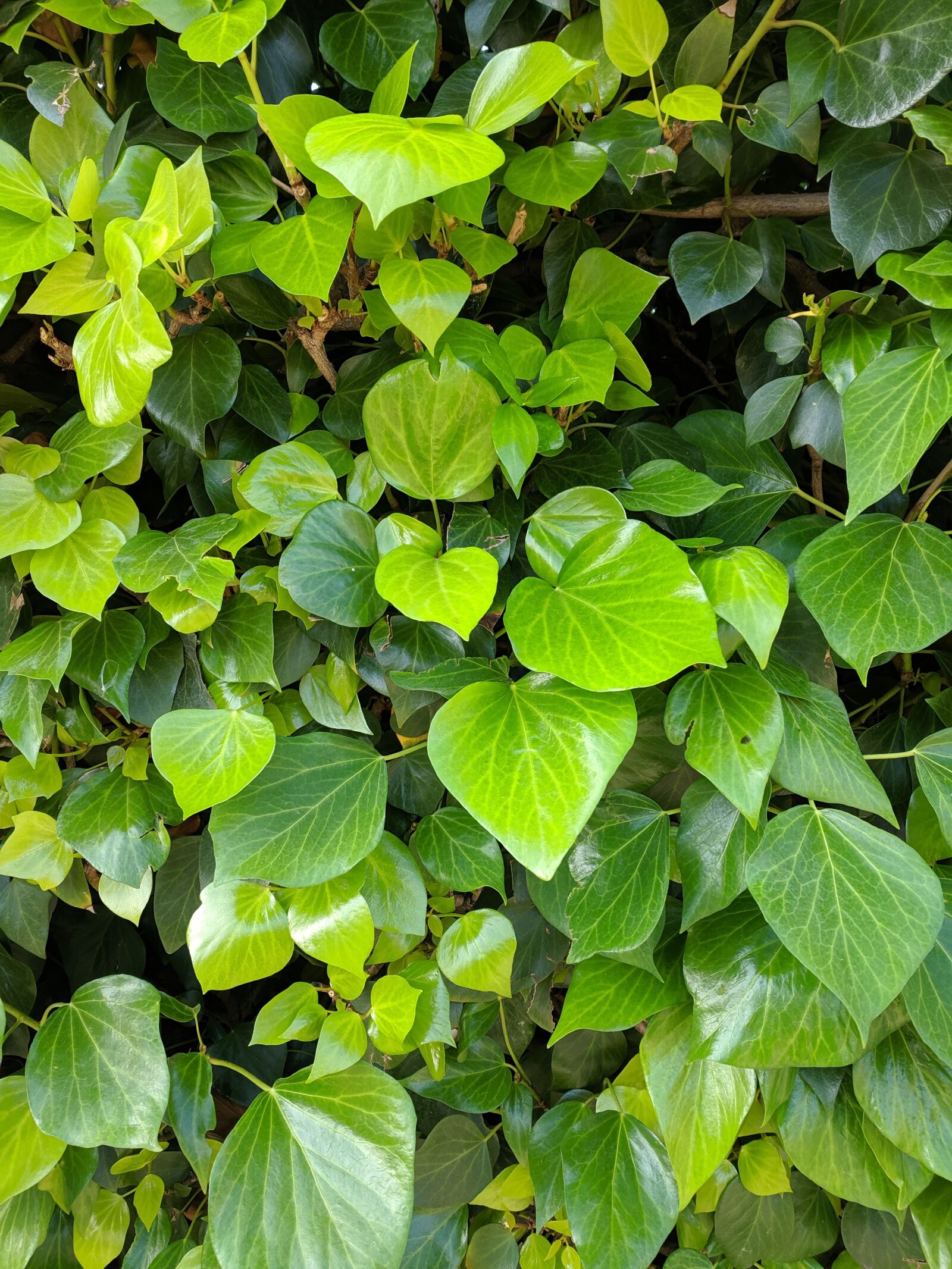 Google Pixel sample photo. Green, ivy, leaves photography