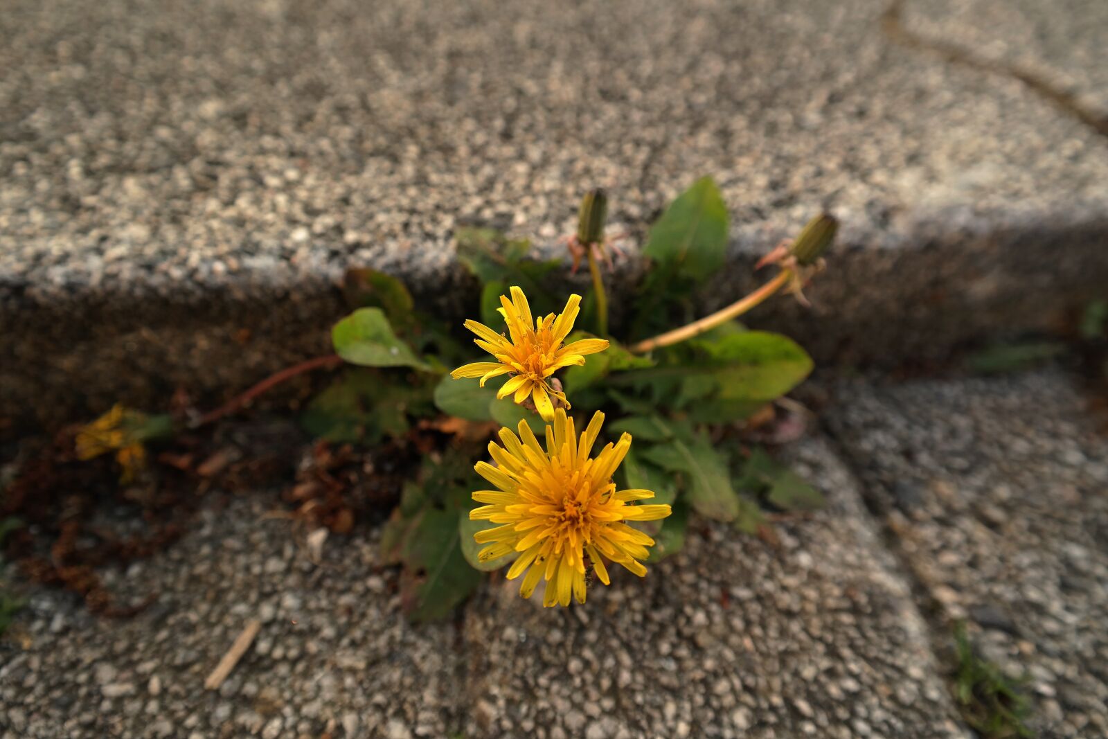 Samsung NX300 sample photo. Close-up view, flowers, yellow photography