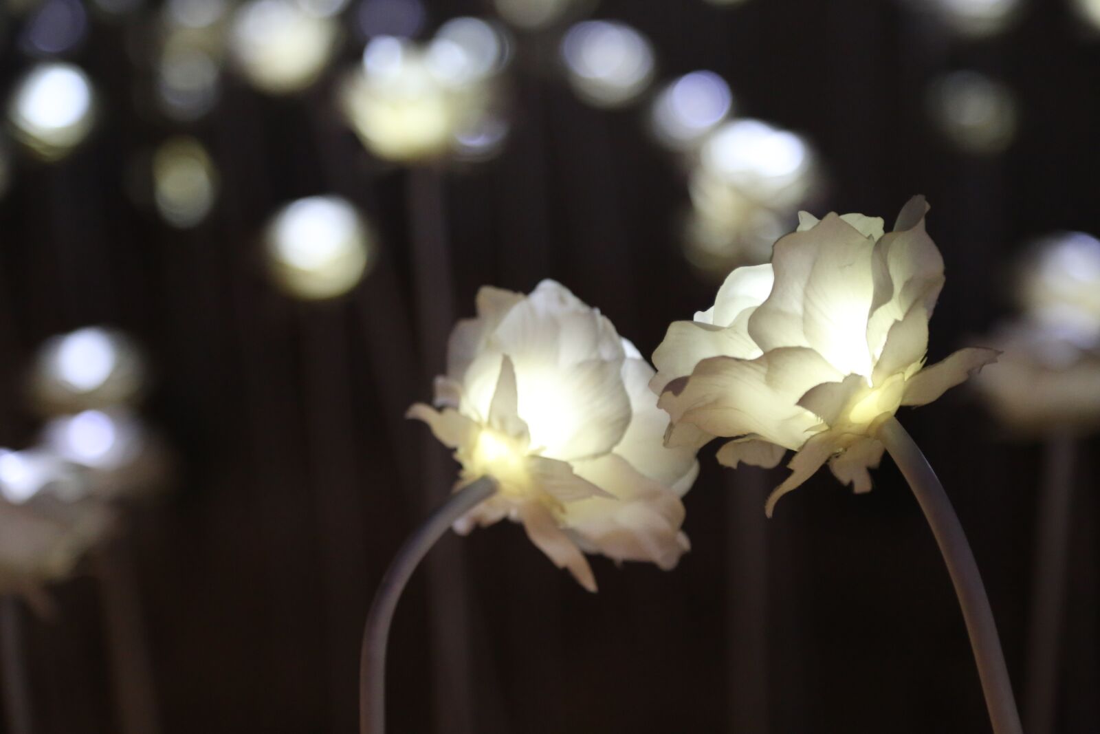 Canon EOS 6D + Canon EF 24-105mm F4L IS USM sample photo. Rose, lighting, light photography