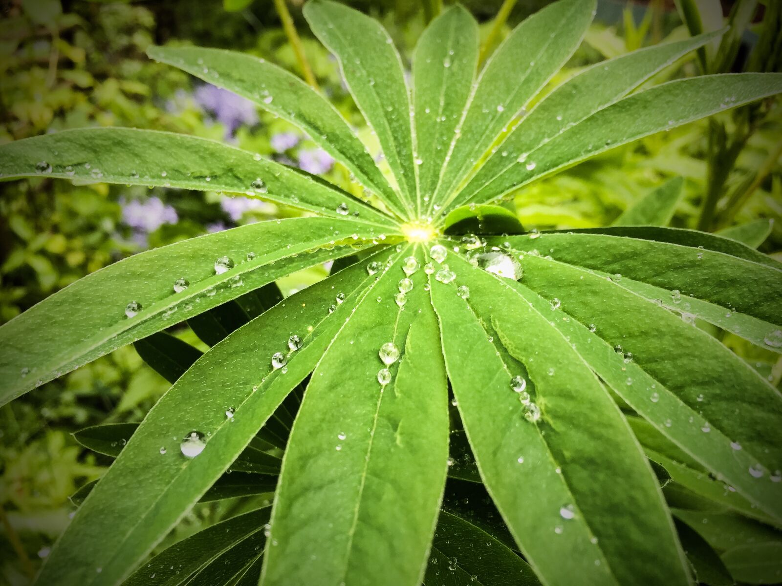 Apple iPhone 6 sample photo. Drops, raindrops photography