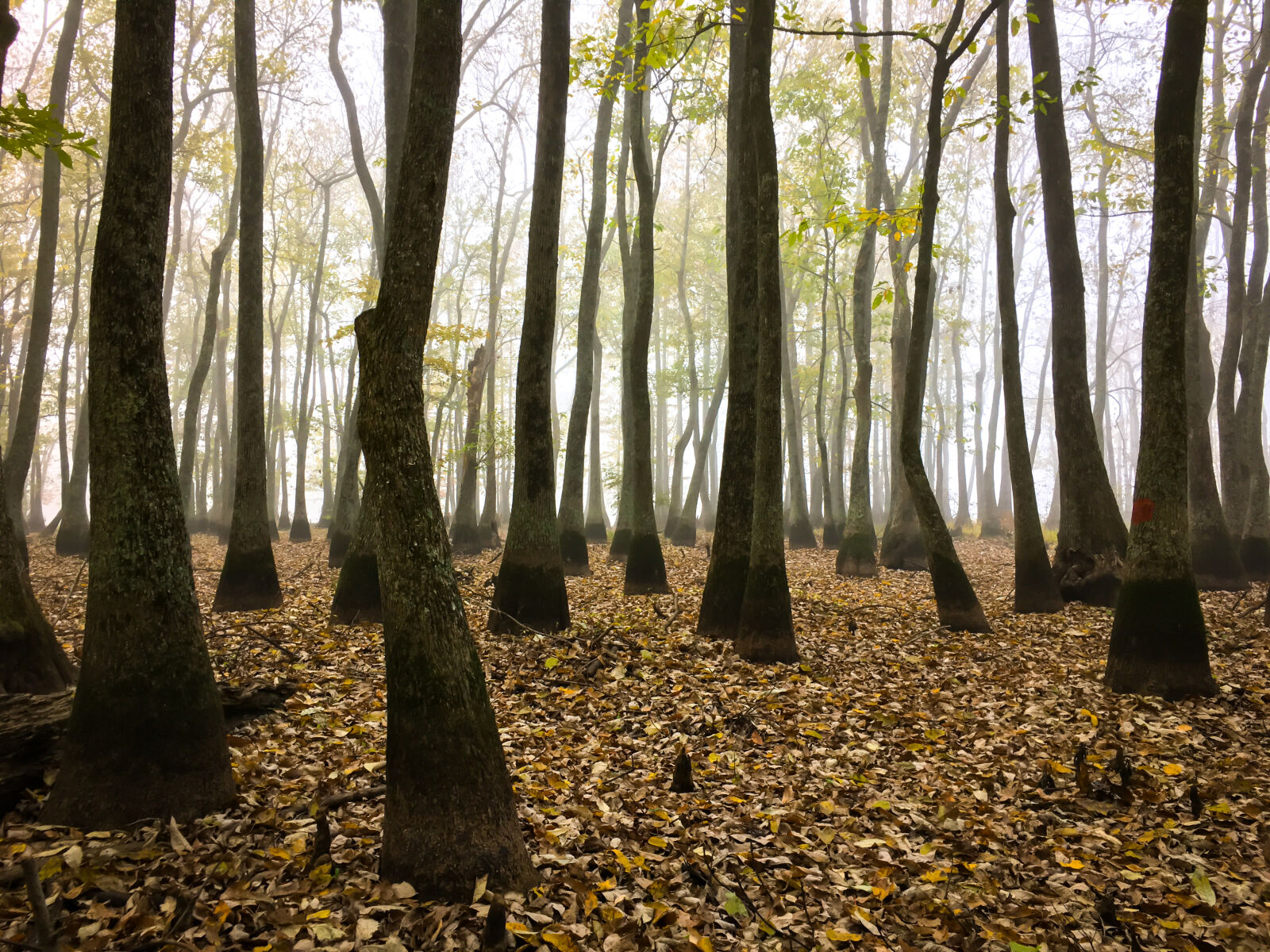 Apple iPhone 6s sample photo. Fog, foggy, forest, woods photography