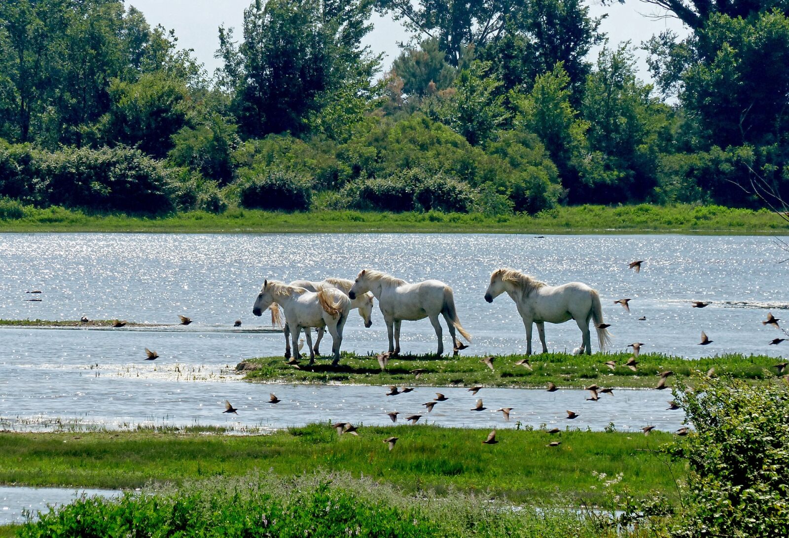 Panasonic Lumix DMC-FZ200 sample photo. Horses, waters, nature photography