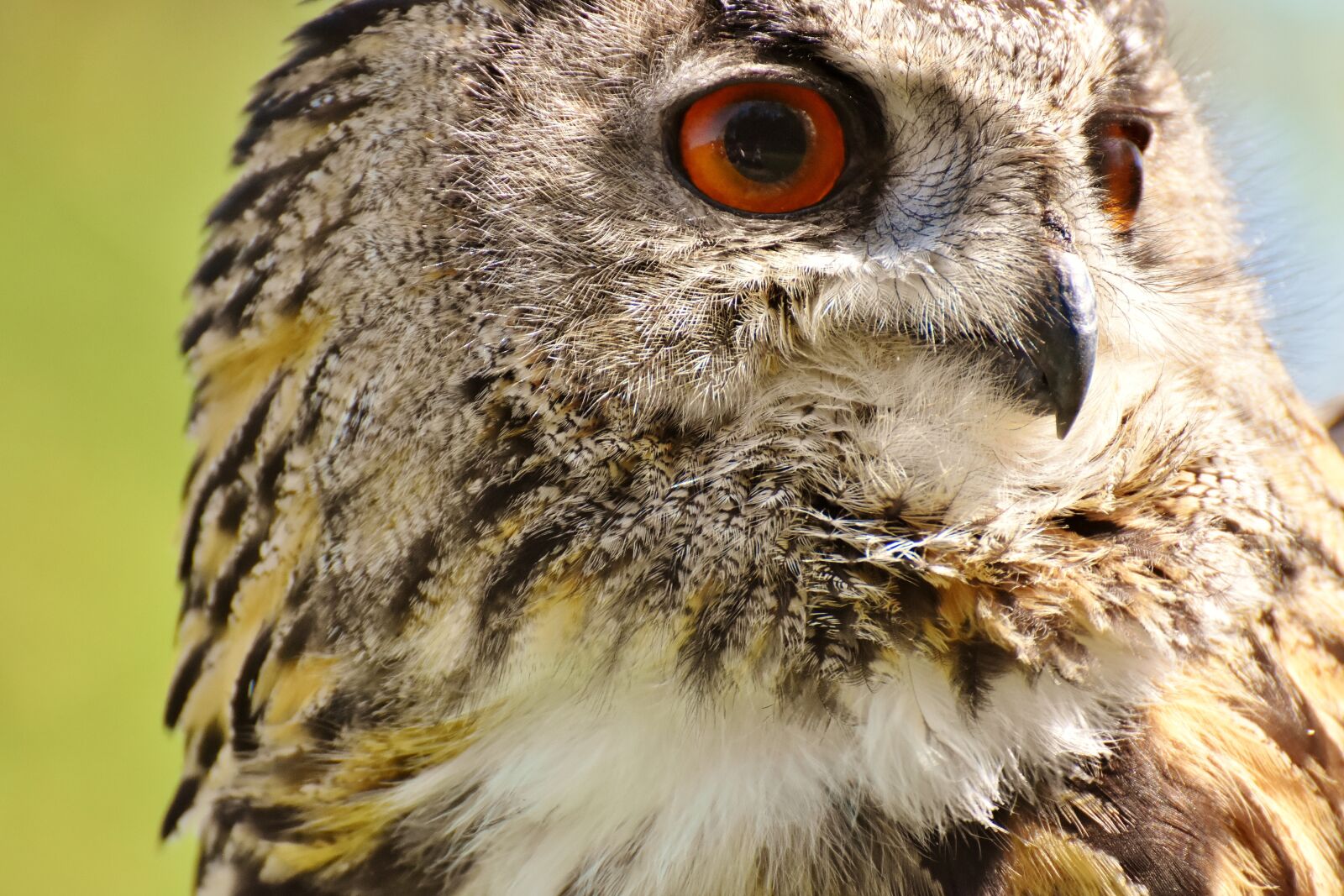 Nikon D7200 sample photo. Owl, bird, feather photography