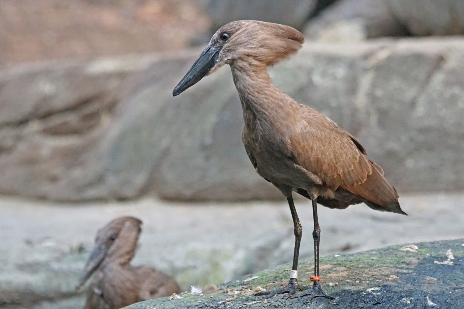 Sony ILCA-77M2 + Sony 70-400mm F4-5.6 G SSM sample photo. Hammerhead, bird, animals photography