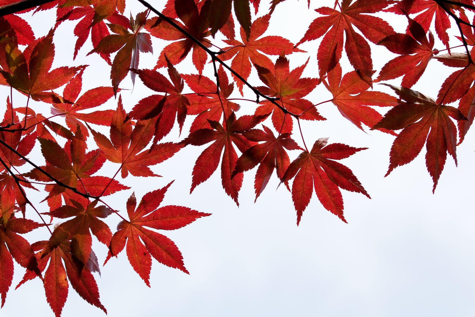 Canon EOS 750D (EOS Rebel T6i / EOS Kiss X8i) sample photo. Autumn leaves, autumn, nature photography