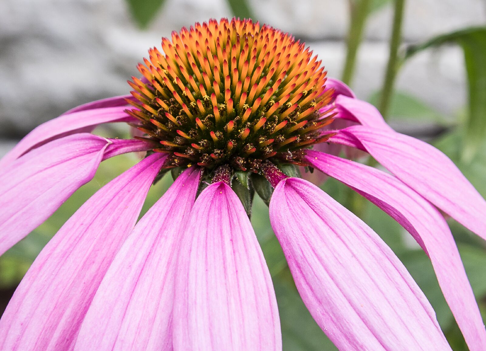 Canon EOS 80D sample photo. Coneflower, flower, plant photography
