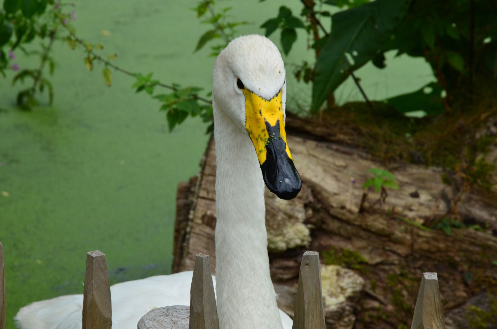 Nikon D5100 sample photo. Goose, nature, bird photography