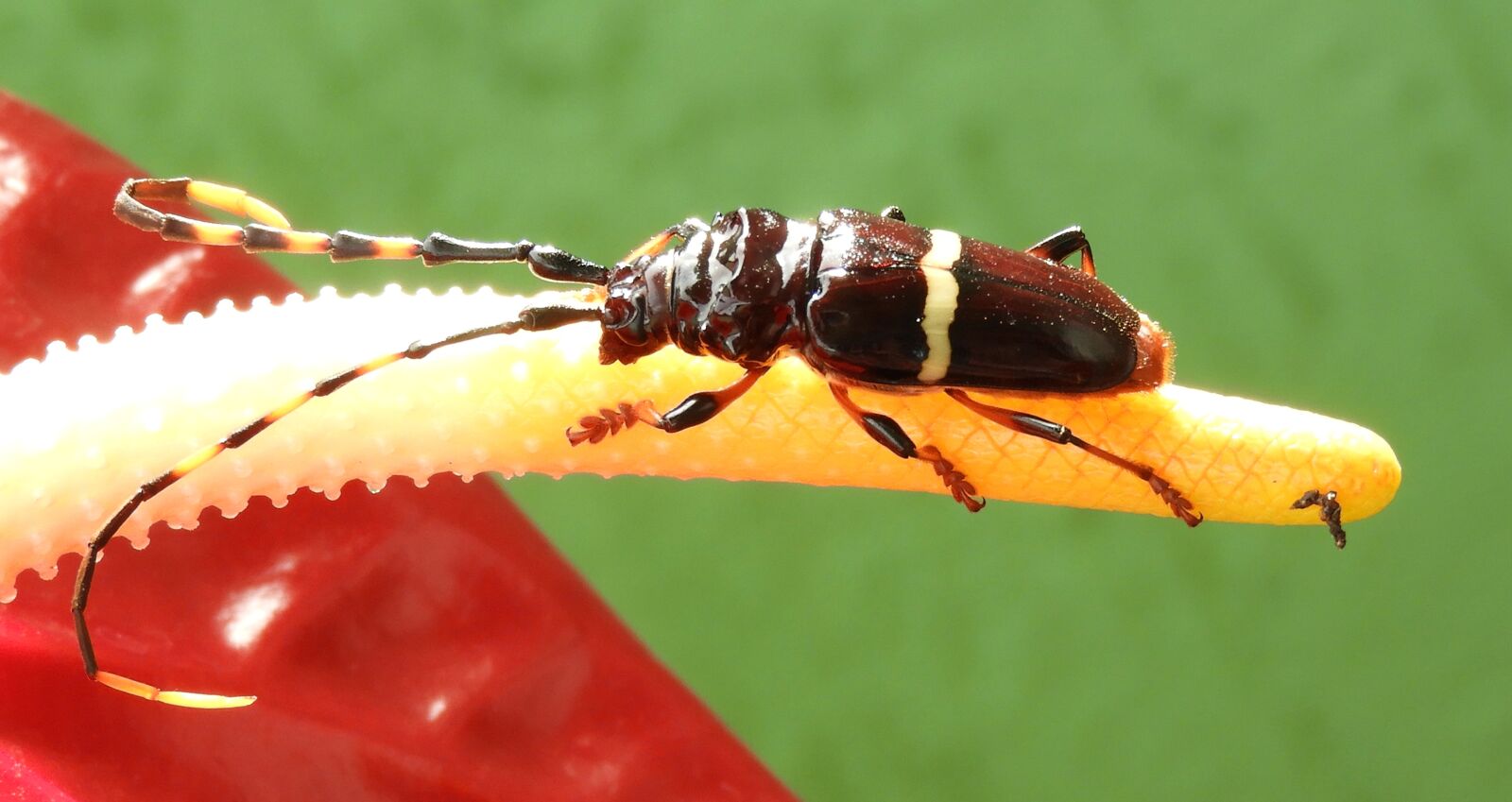 Nikon Coolpix B700 sample photo. Macro, insect, nature photography