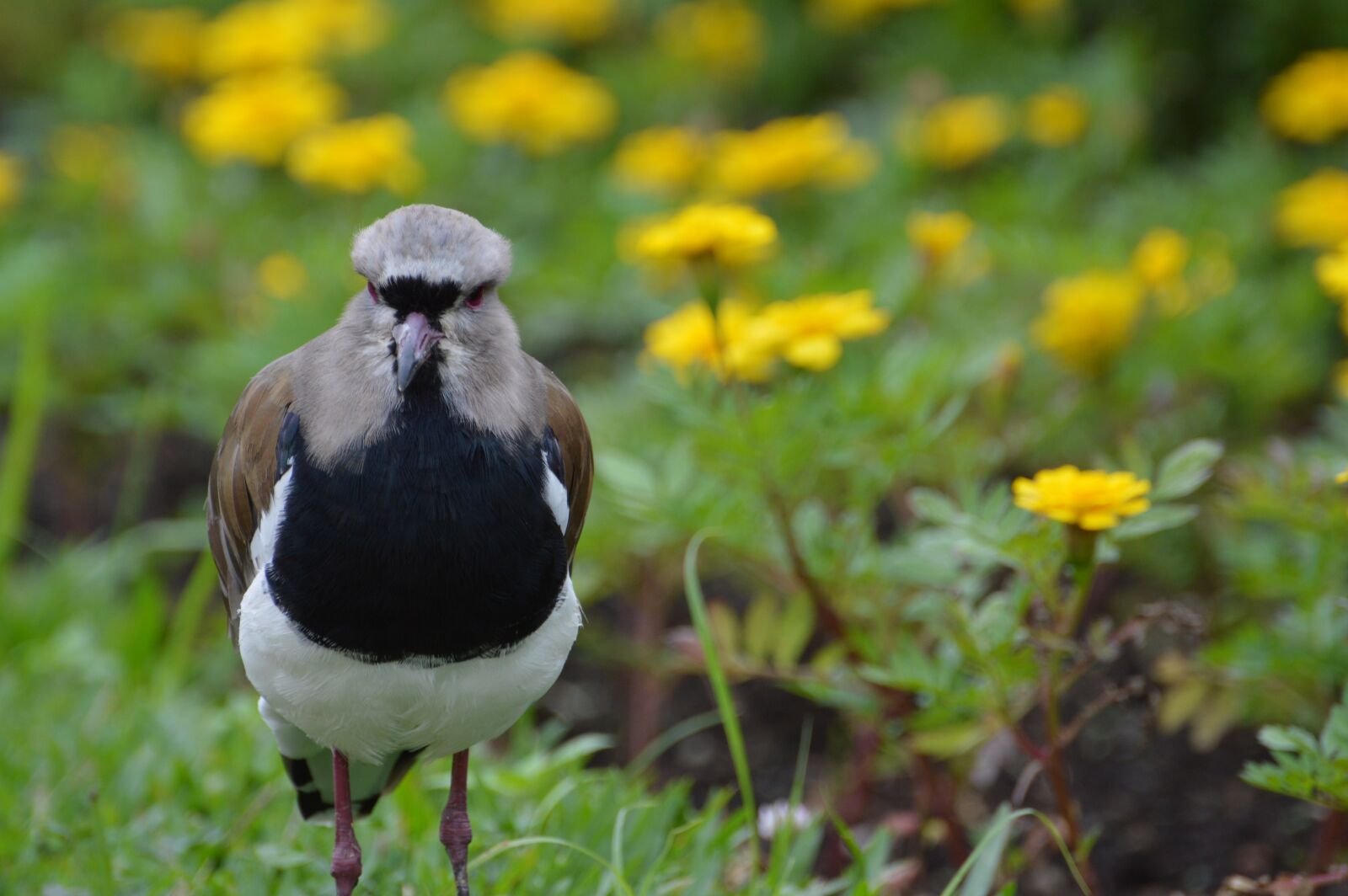 Nikon D3200 sample photo. Bird, animal, nature photography