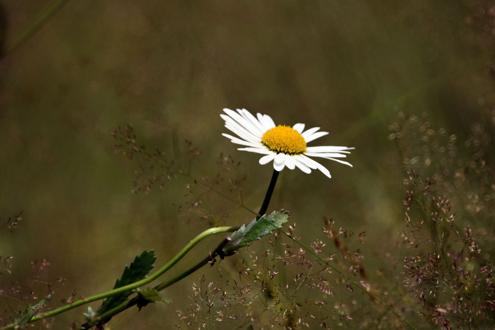 Nikon D3400 sample photo. Flower, flowers, chamomile photography