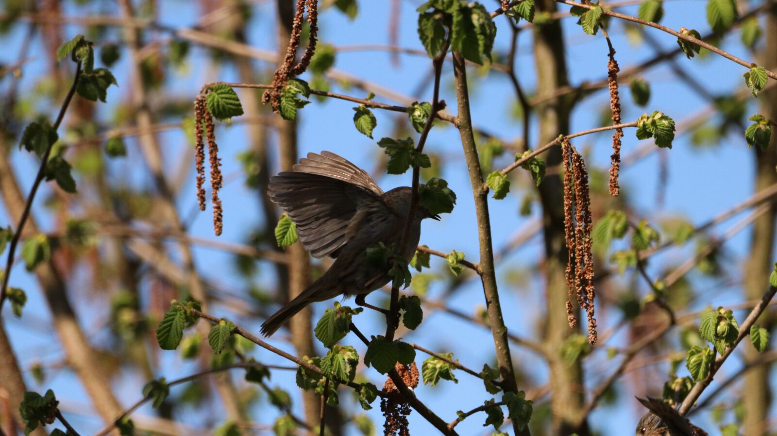150-600mm F5-6.3 DG OS HSM | Contemporary 015 sample photo. Nature, bird, animal world photography