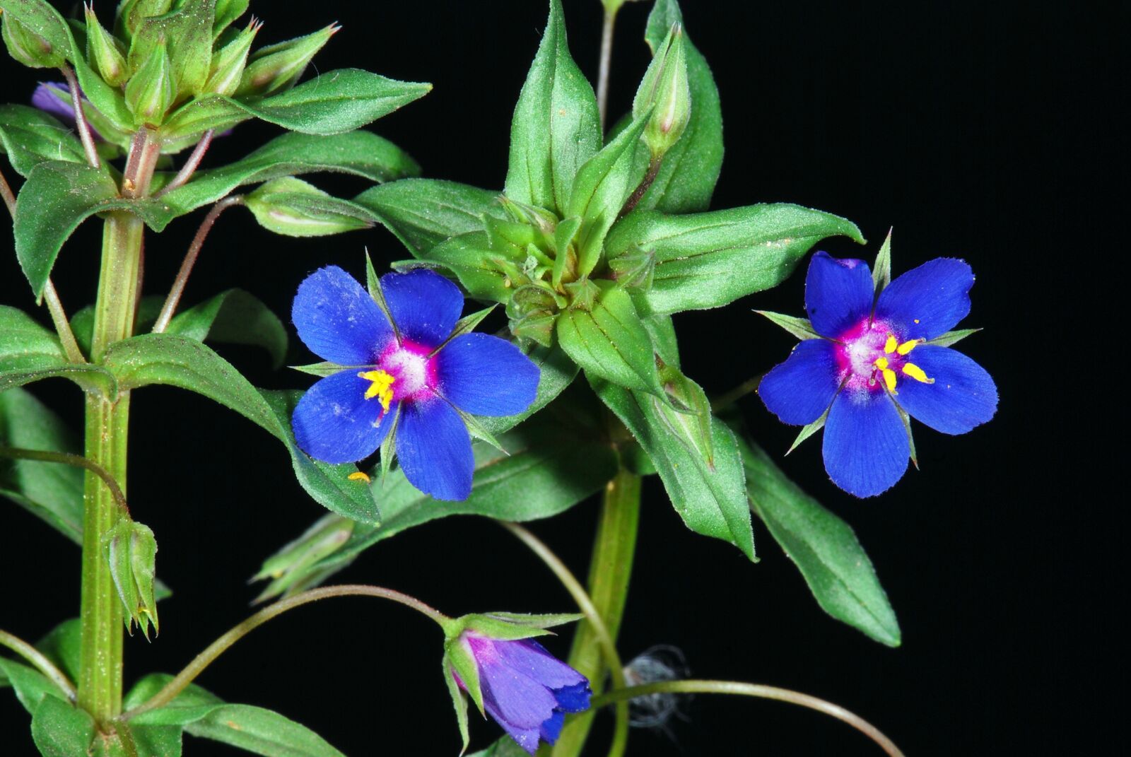 Nikon D80 sample photo. Nature, flower photography