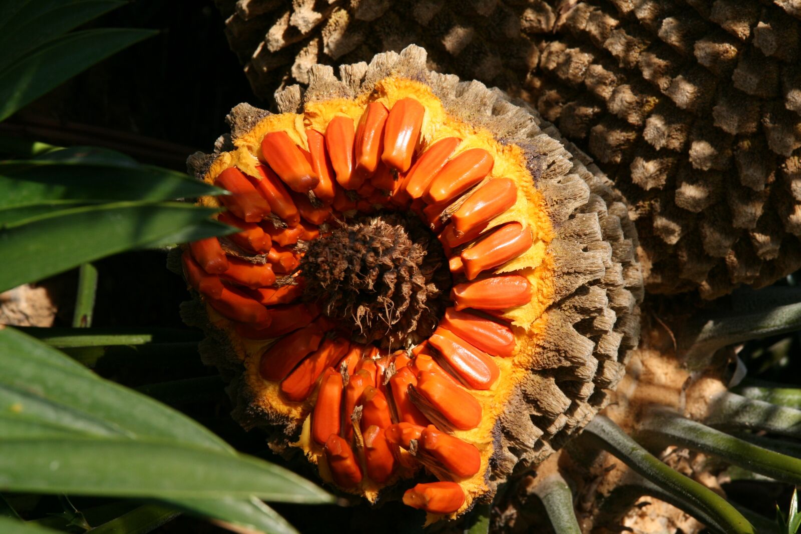 Canon EOS 400D (EOS Digital Rebel XTi / EOS Kiss Digital X) sample photo. Palm fruit, palm, orange photography