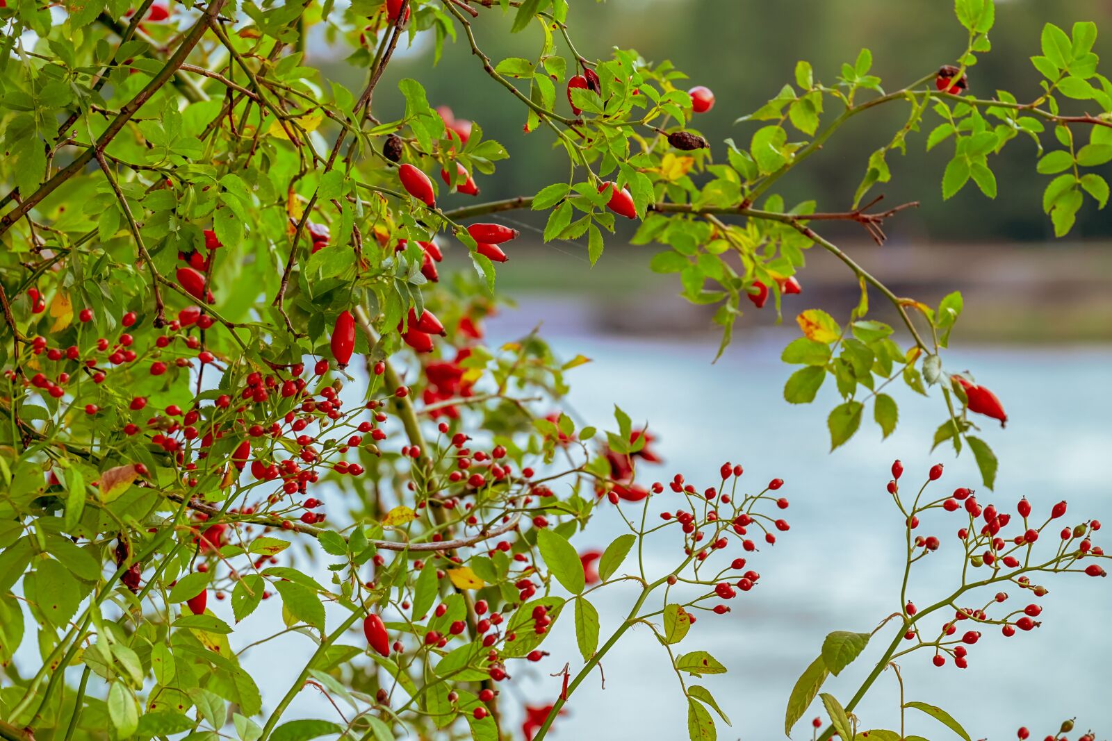 Fujifilm XF 55-200mm F3.5-4.8 R LM OIS sample photo. Rose hip, canina, fruit photography