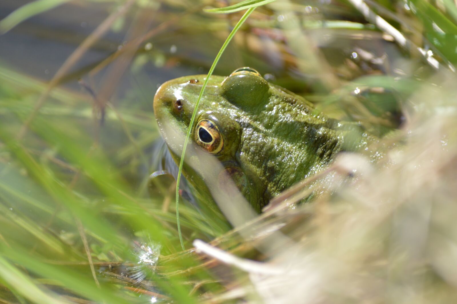 Nikon D3200 sample photo. Frog, pond, high photography
