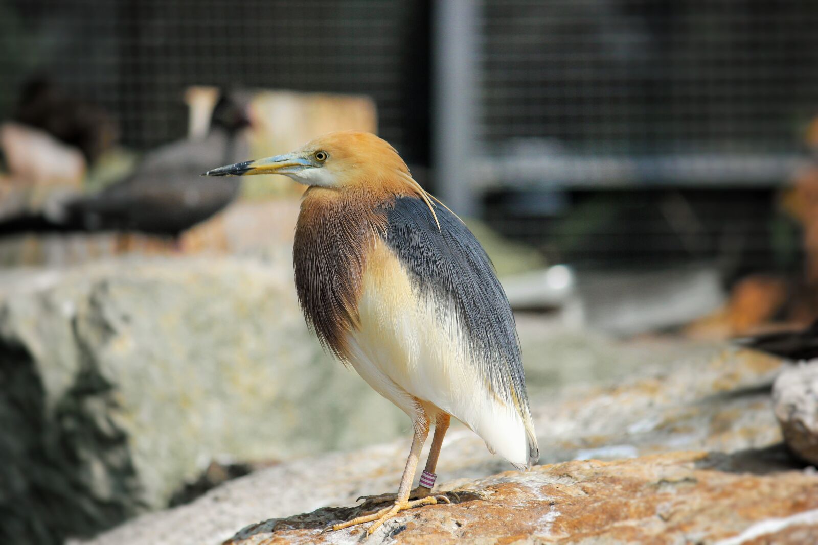 Canon EOS 550D (EOS Rebel T2i / EOS Kiss X4) sample photo. Water bird, bird, seevogel photography