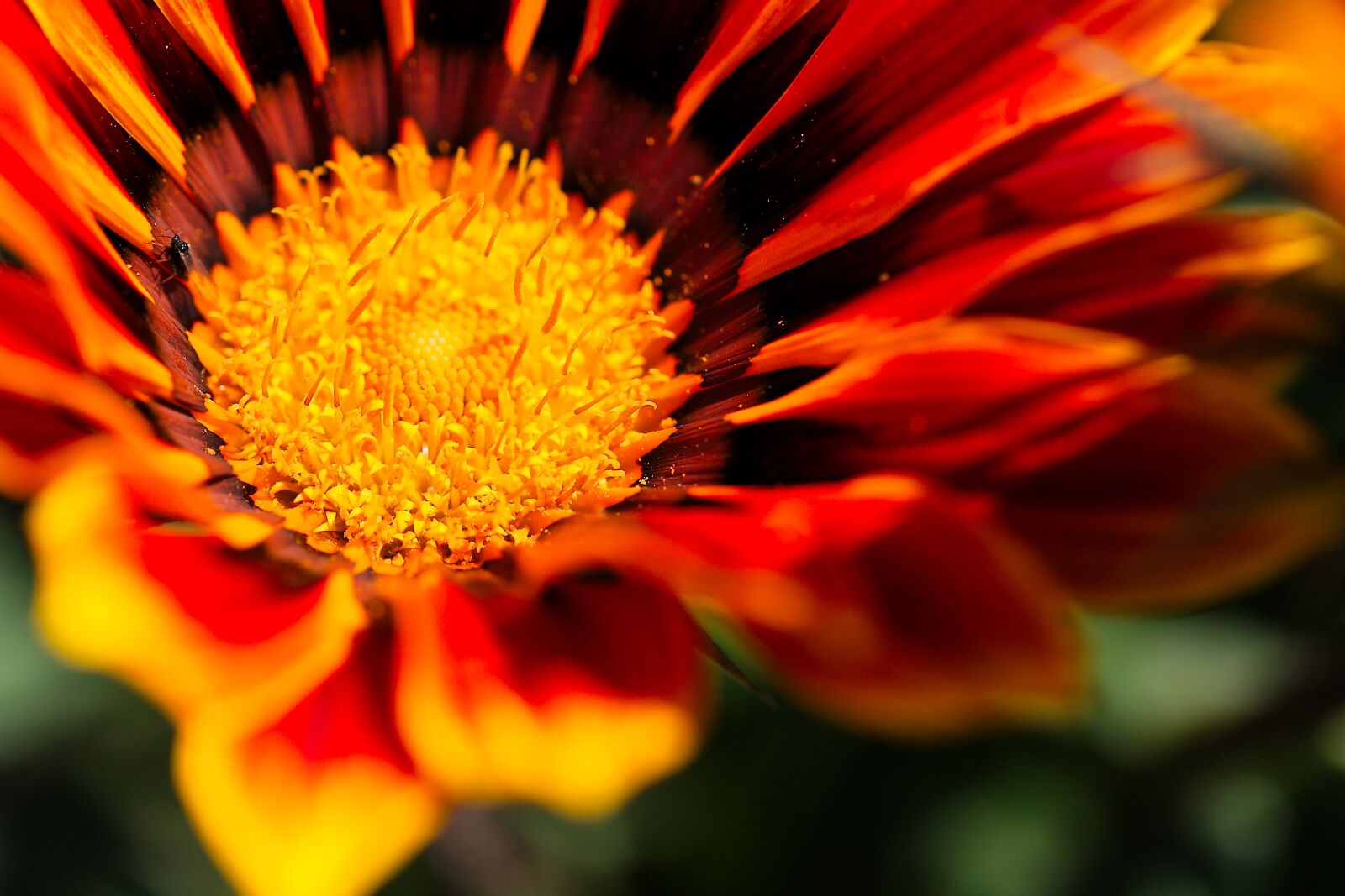 Canon EOS 6D sample photo. Flower, nature, plant photography