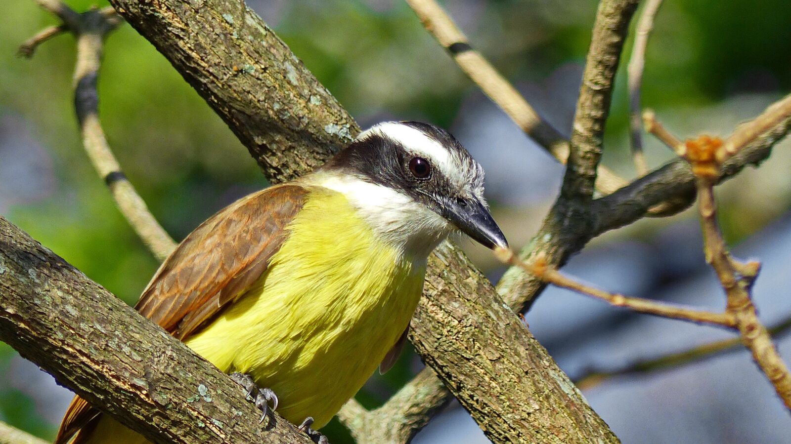 Panasonic Lumix DMC-FZ200 sample photo. Bird, wild, tropical bird photography