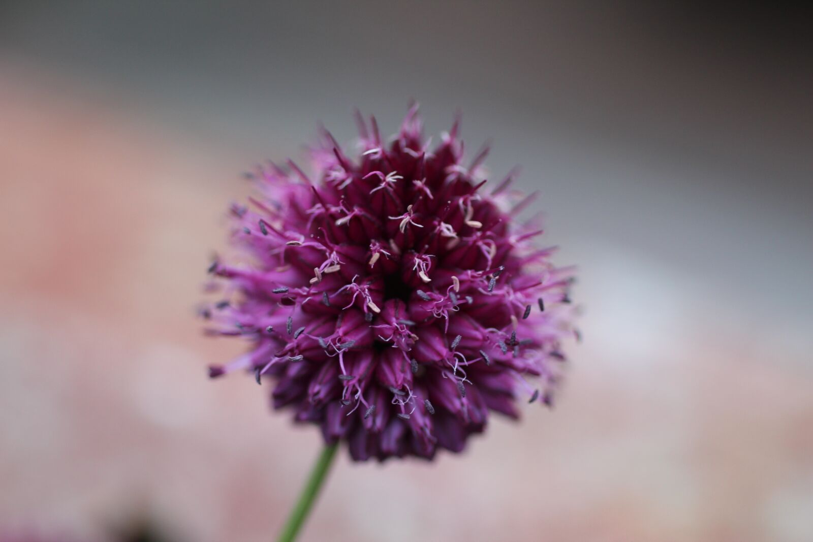 Canon EOS 600D (Rebel EOS T3i / EOS Kiss X5) sample photo. Allium, flower, pink photography