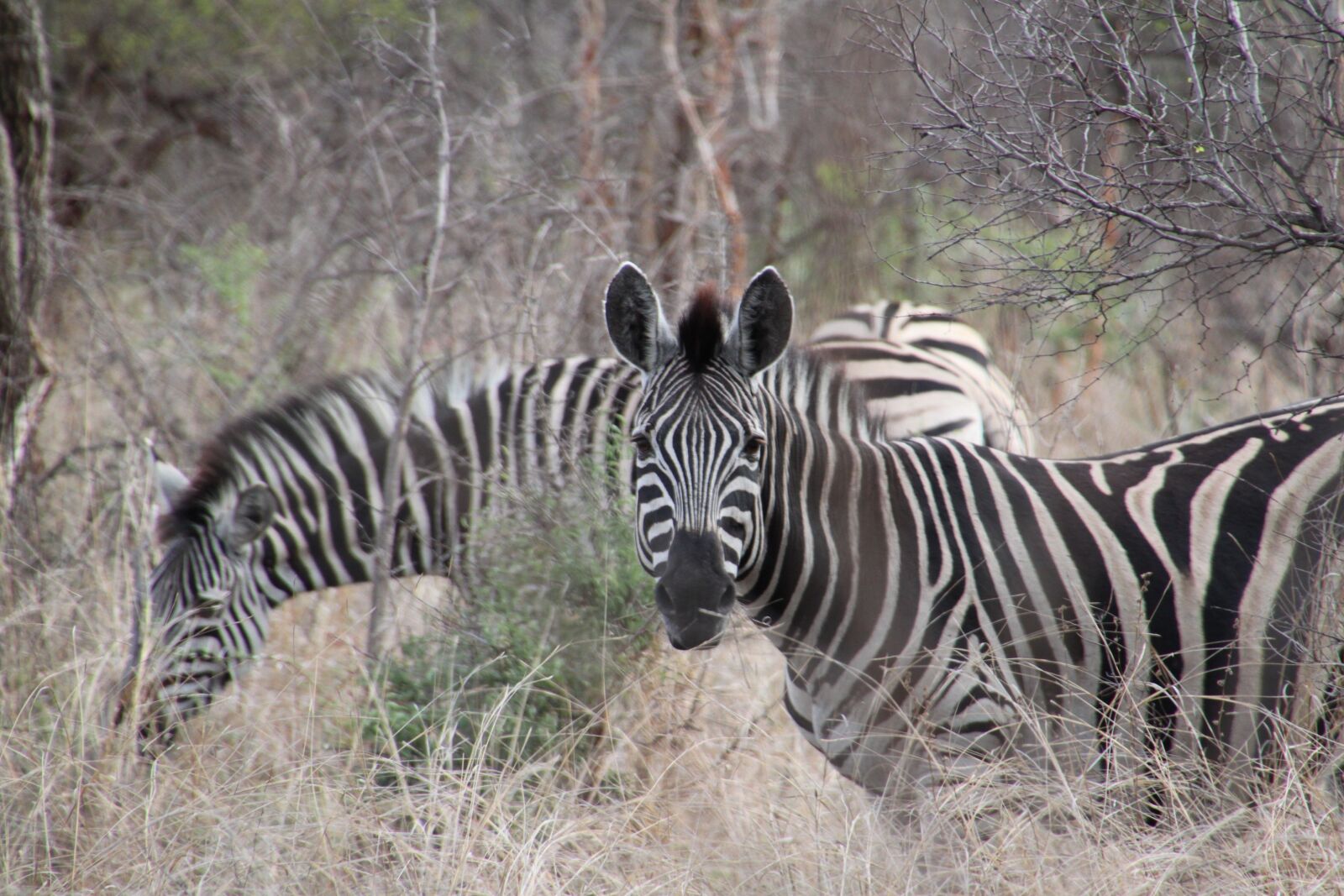 Canon EOS 500D (EOS Rebel T1i / EOS Kiss X3) sample photo. South africa, animals, nature photography