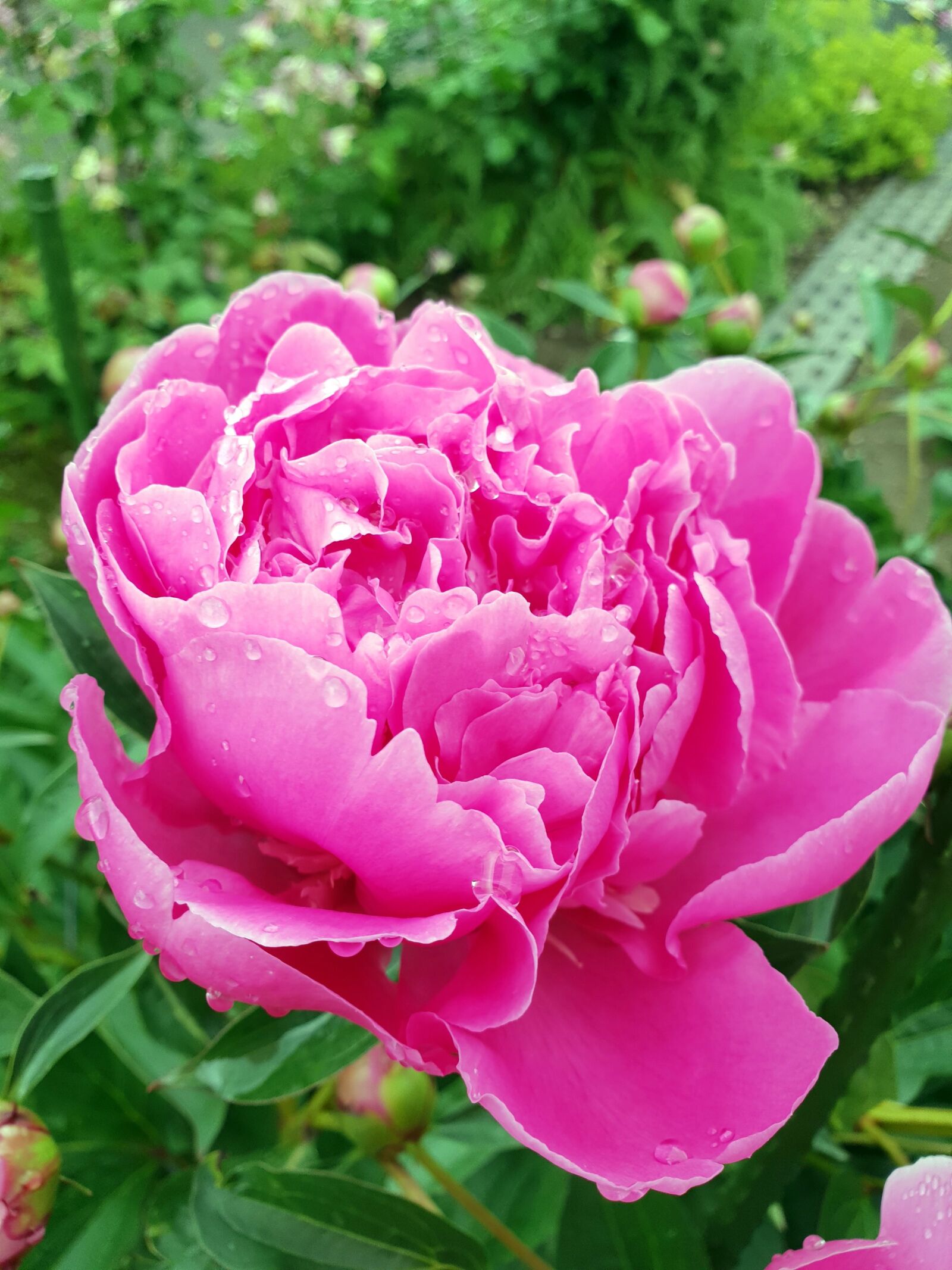 Samsung Galaxy S9 sample photo. Peony, flower, flora photography