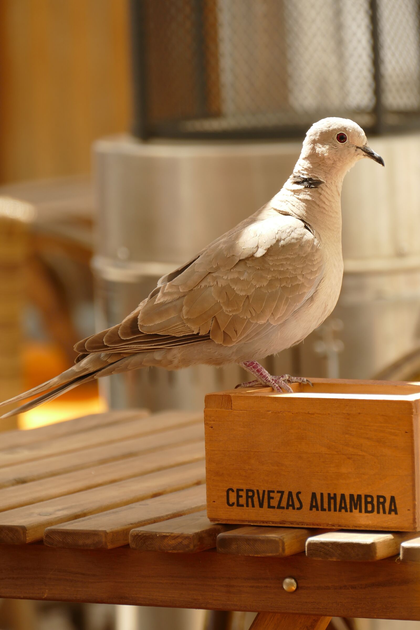 Panasonic Lumix DMC-FZ1000 sample photo. Collared dove, streptopelia decaocto photography