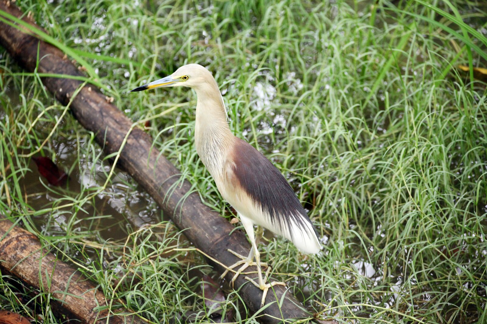 Canon EOS 5D Mark II sample photo. Bird, mother, needs photography
