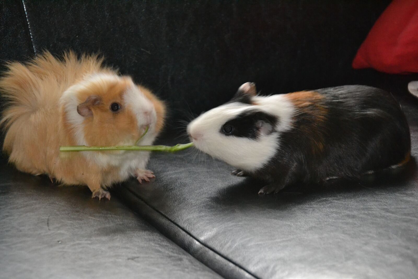 Nikon D3100 sample photo. Guinea pig, animal, pet photography