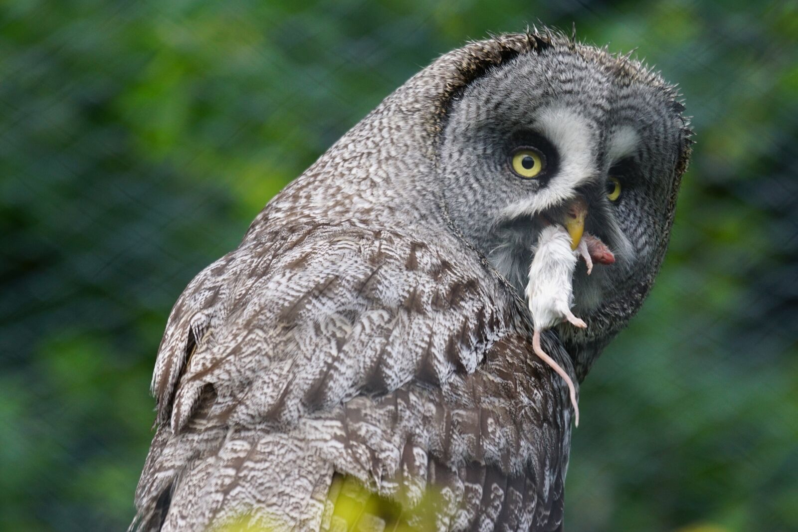 Sony ILCA-77M2 + Sony 70-400mm F4-5.6 G SSM sample photo. Bart owl, owl, bird photography