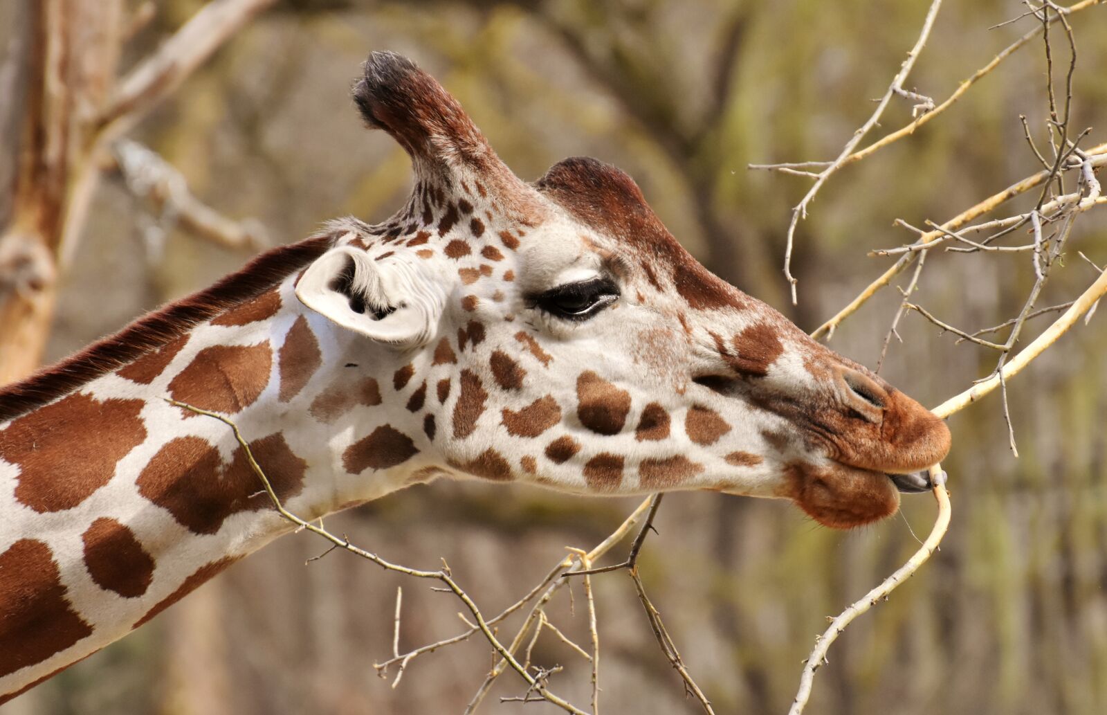 Nikon D7200 sample photo. Giraffe, zoo, animal photography
