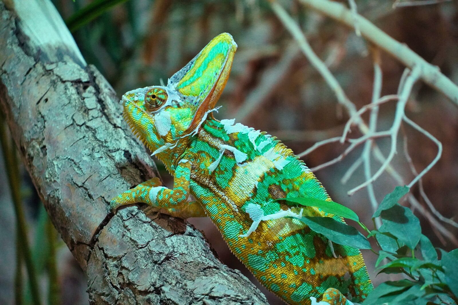 Sony a6400 sample photo. Chameleon, green, terrarium photography