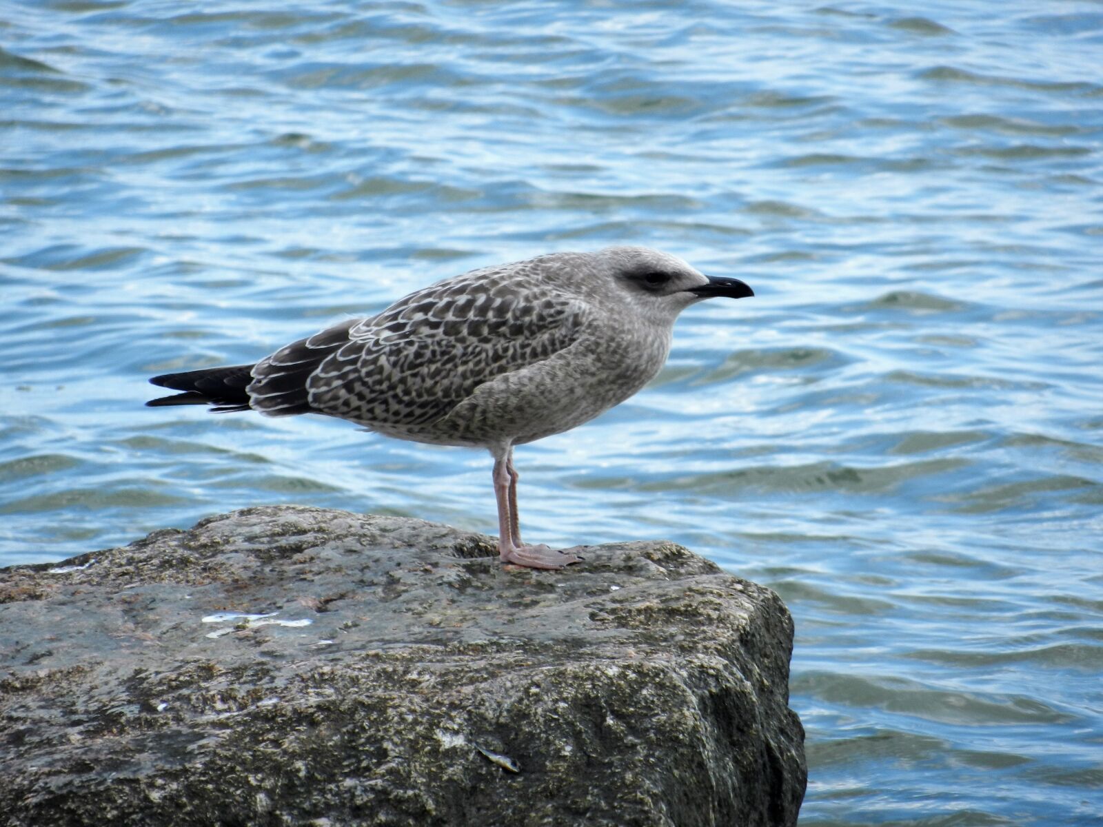 Nikon Coolpix S9100 sample photo. Seagull, cliff, rock photography