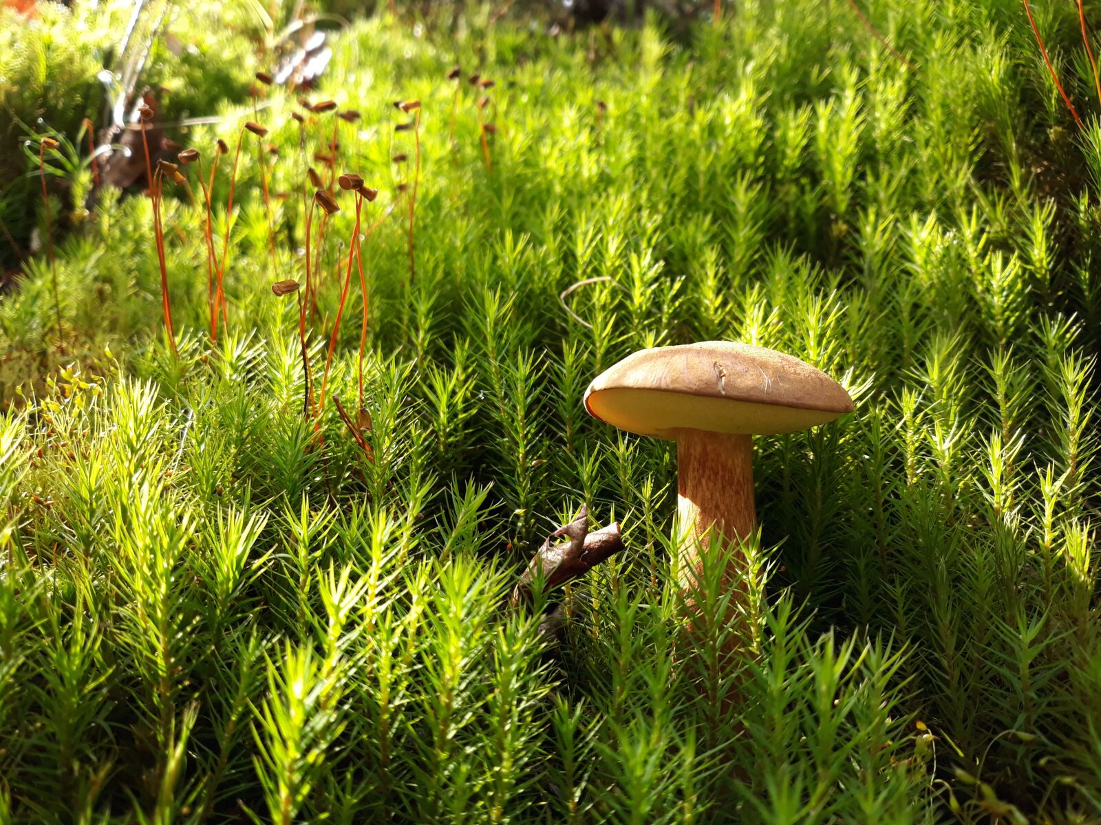 Samsung Galaxy J5 sample photo. Mushroom, sponge, forest mushroom photography