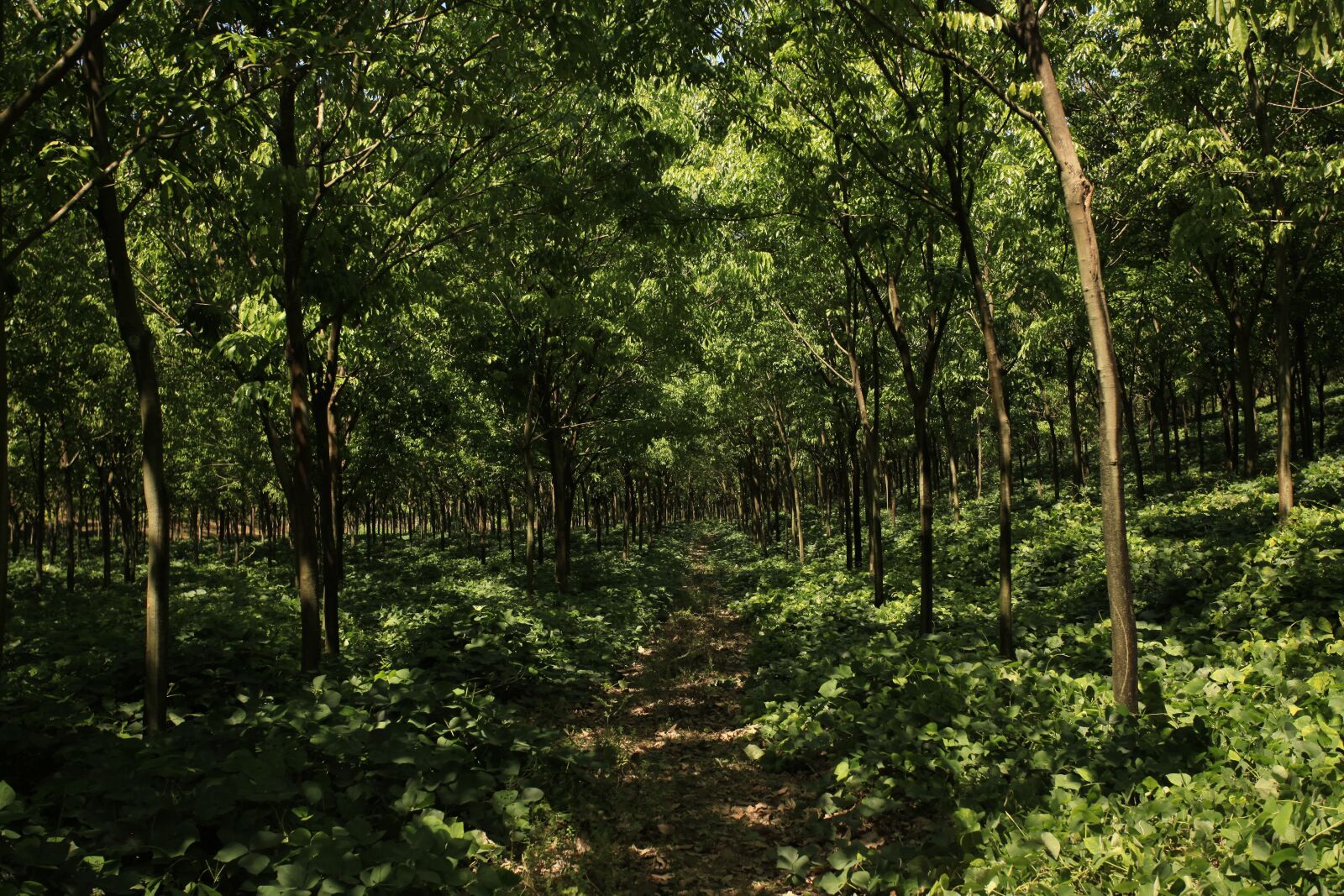 Canon EOS 5D Mark II sample photo. Hevea, rubber plantation, rubber photography