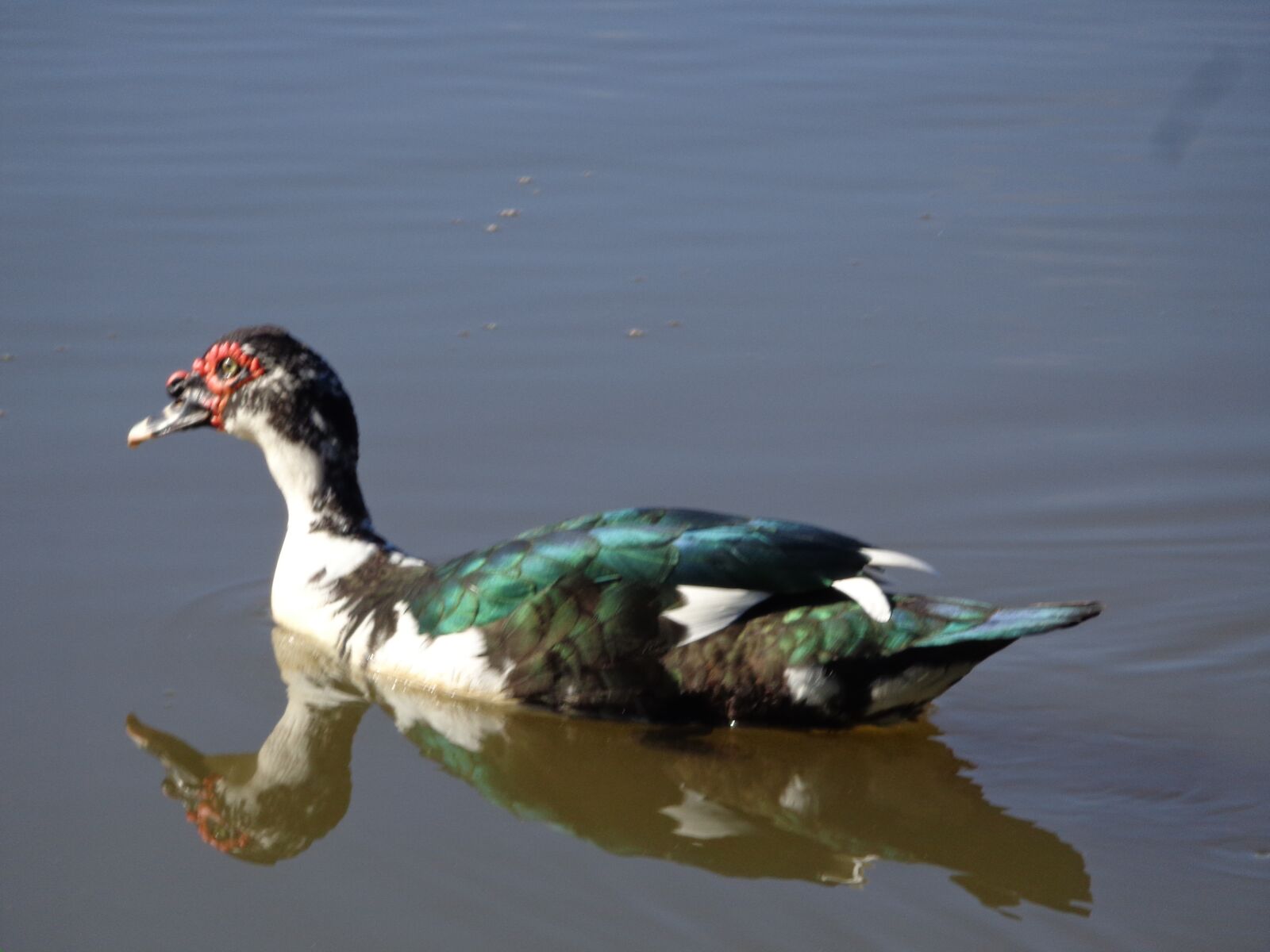 Sony Cyber-shot DSC-W690 sample photo. Ducks, wild ducks, nature photography