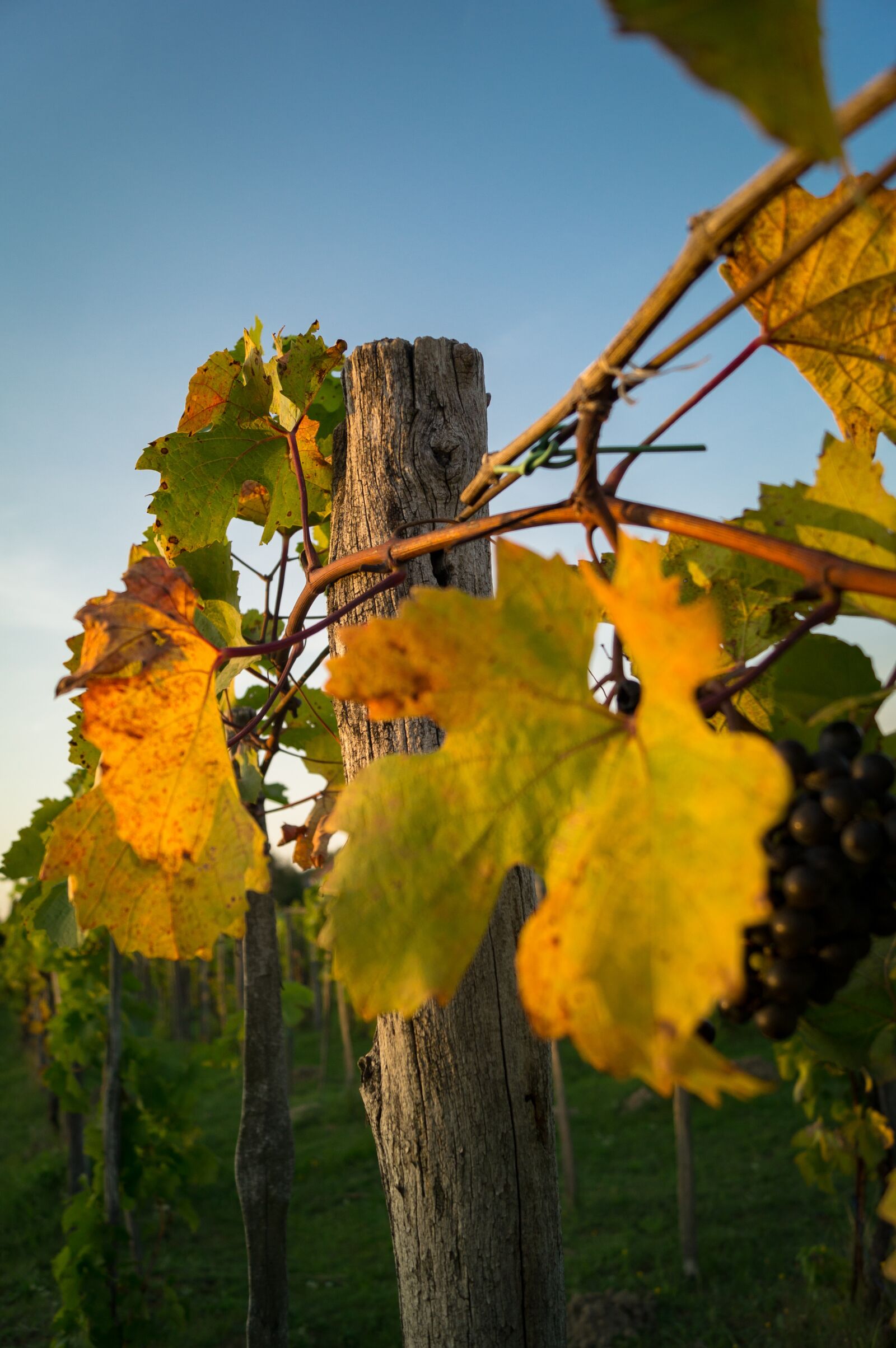 Sony SLT-A57 sample photo. Vineyard, wood pillar, red photography