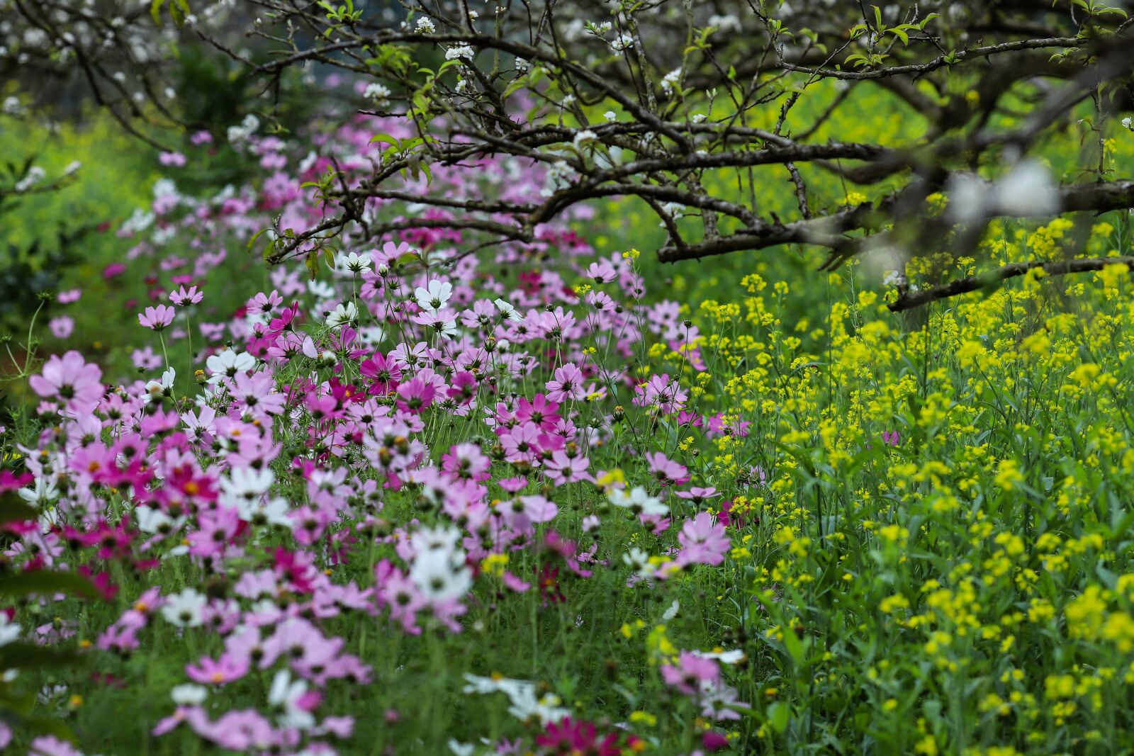 Canon EOS 6D Mark II + Canon EF 135mm F2L USM sample photo. The garden, flower, blooming photography