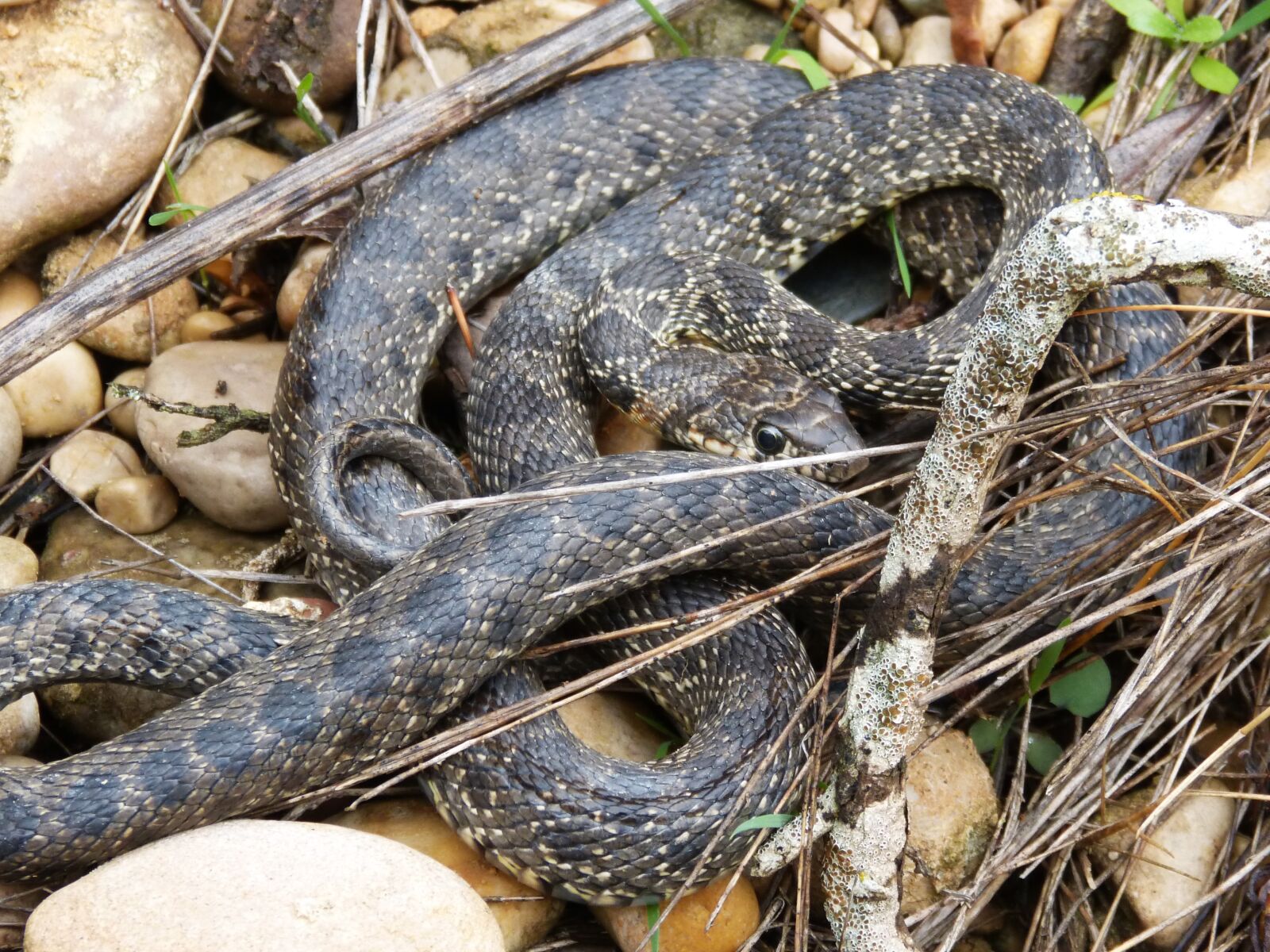 Panasonic DMC-FZ62 sample photo. Snake, threat, legua bifida photography
