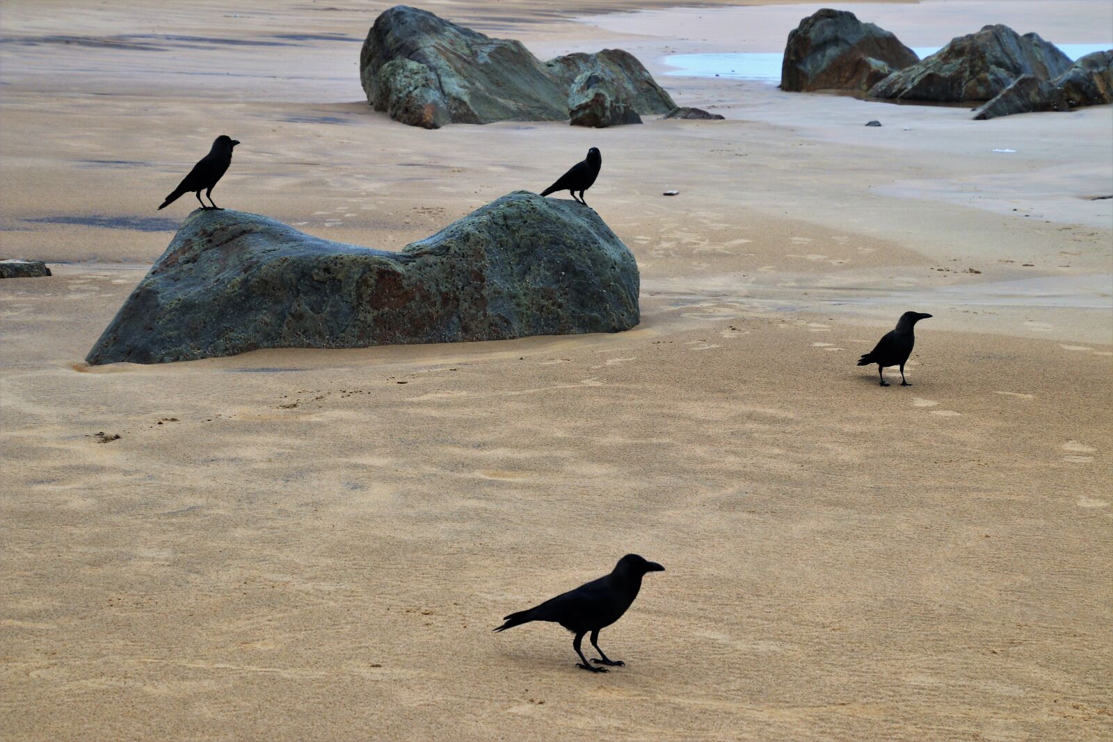 Canon EOS 80D sample photo. Raven, birds, the stones photography
