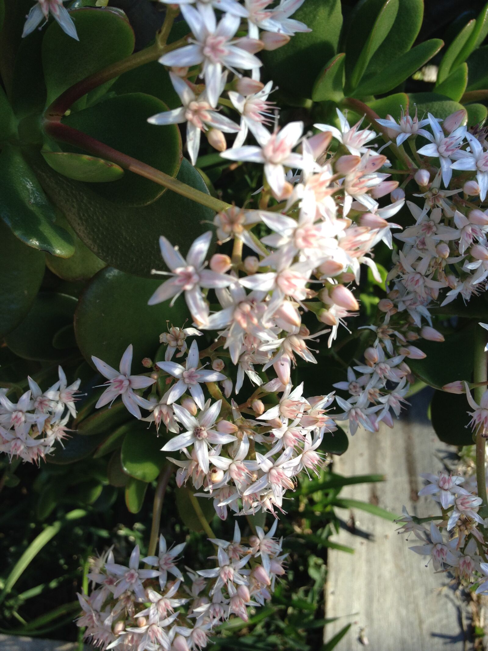 iPhone 4S back camera 4.28mm f/2.4 sample photo. Flowers, floral, white photography