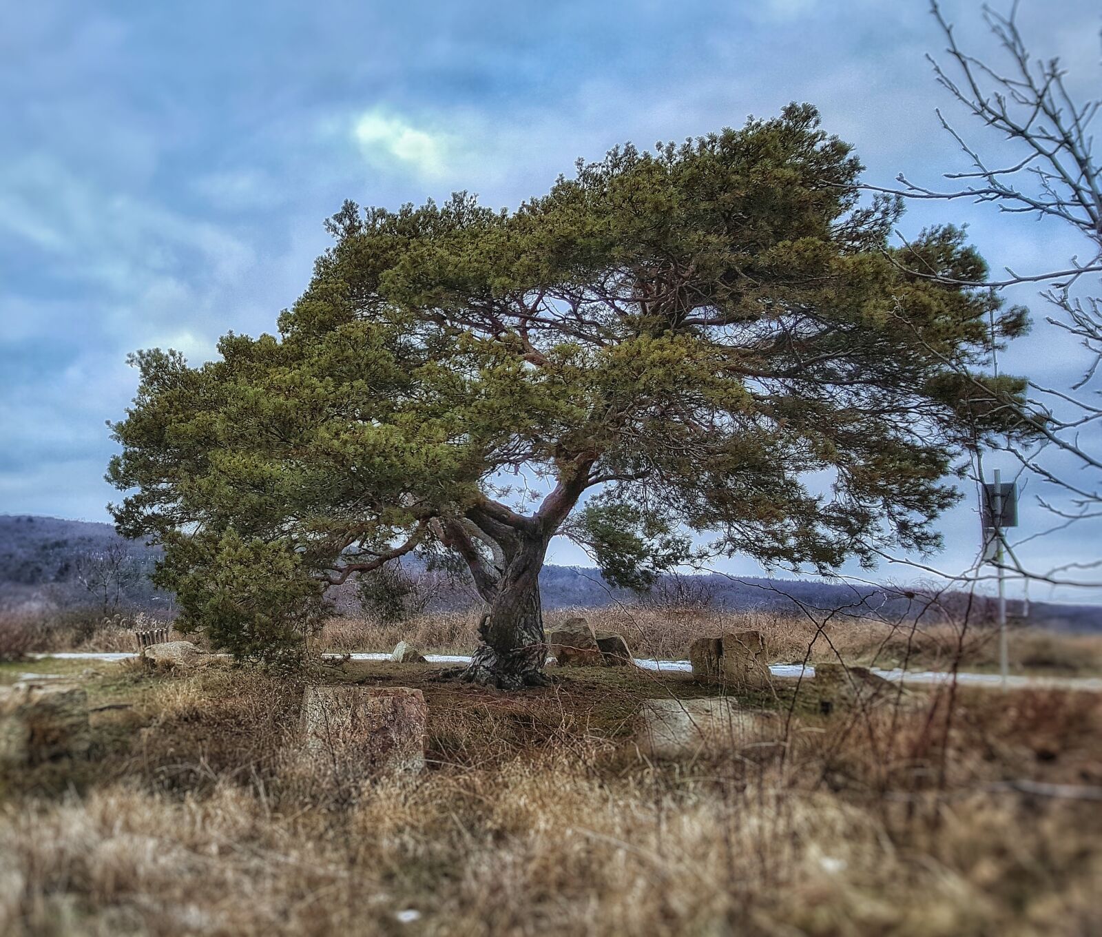 Samsung Galaxy S6 sample photo. Tree, nature, sky photography