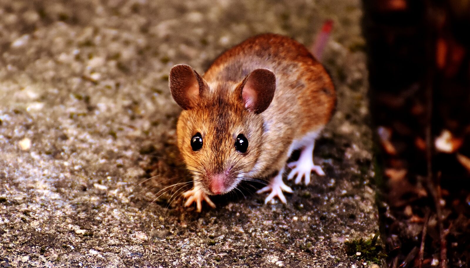 Nikon D7200 sample photo. Mouse, rodent, cute photography