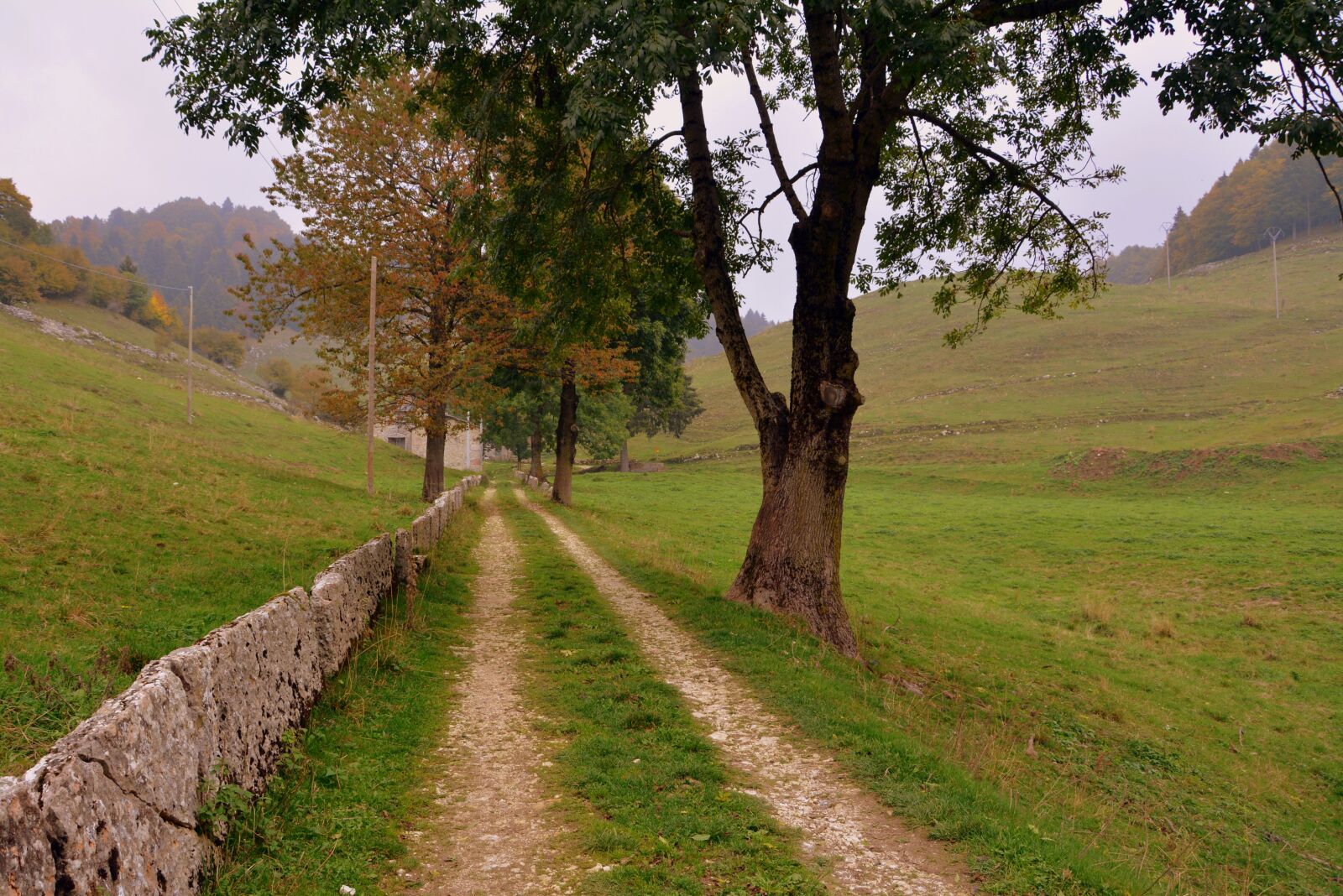 Nikon D7100 sample photo. Trail, via, trees photography