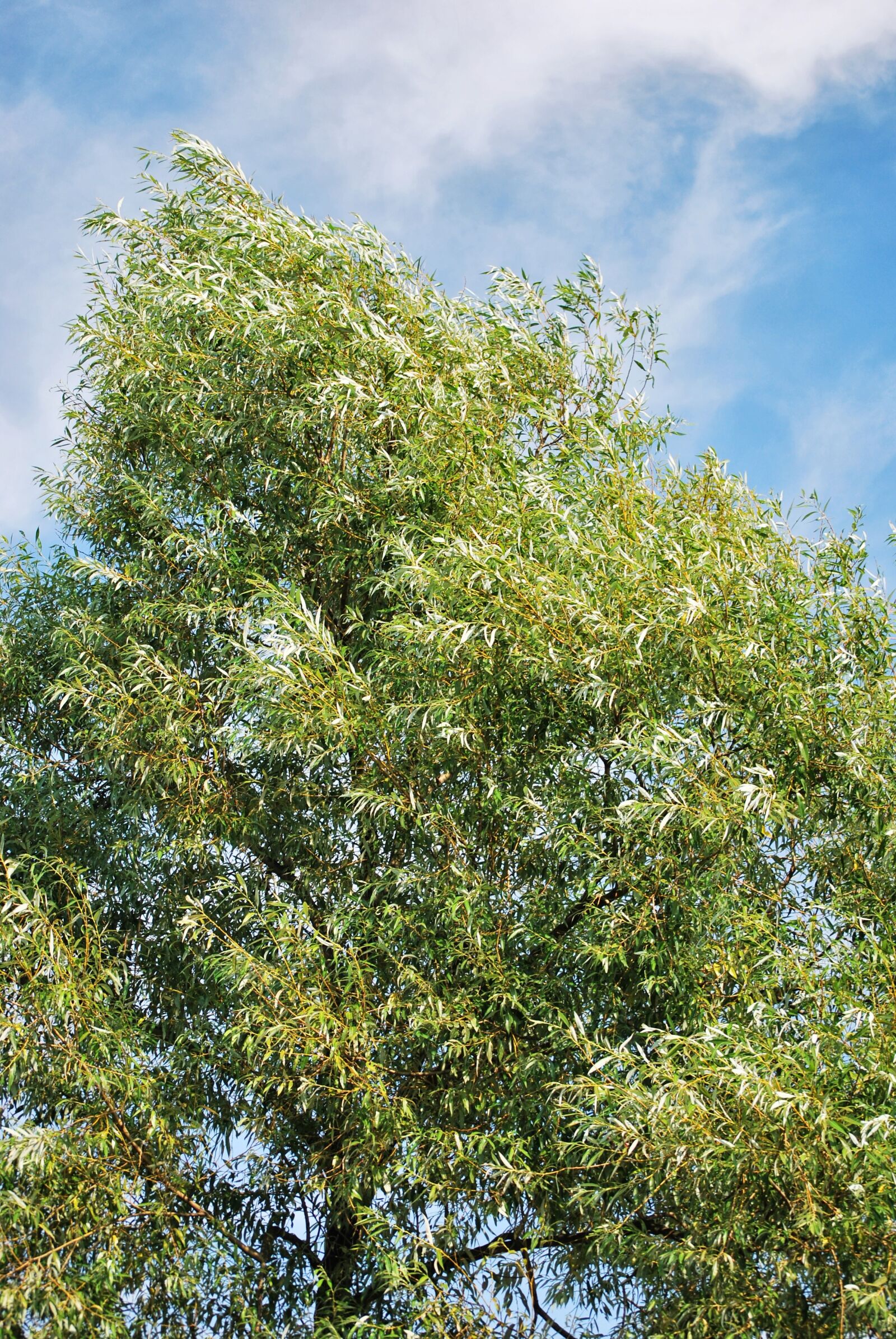 Nikon D60 sample photo. Tree, green, foliage photography